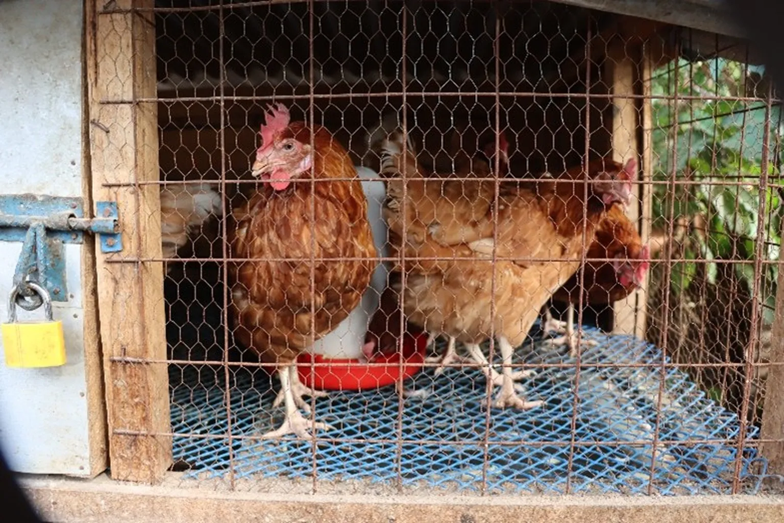 Two brown hens standing inside a wire-mesh coop on a blue plastic floor with a red feeder and a yellow padlocked door.