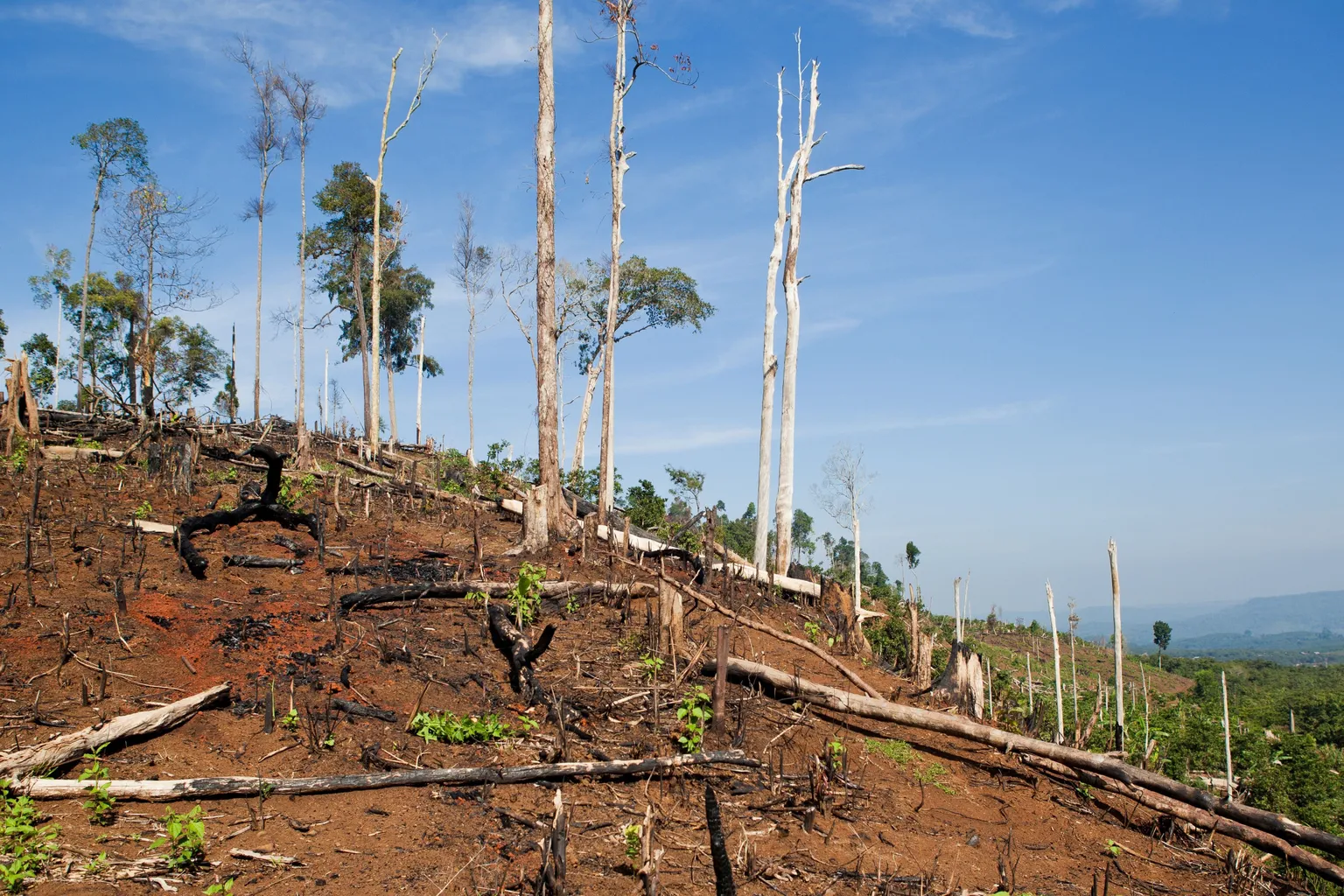 Image of the hill with brown ground where most of the trees were cut or burned with a couple of trees and shades of green left. In the background there is still greenery and green hills