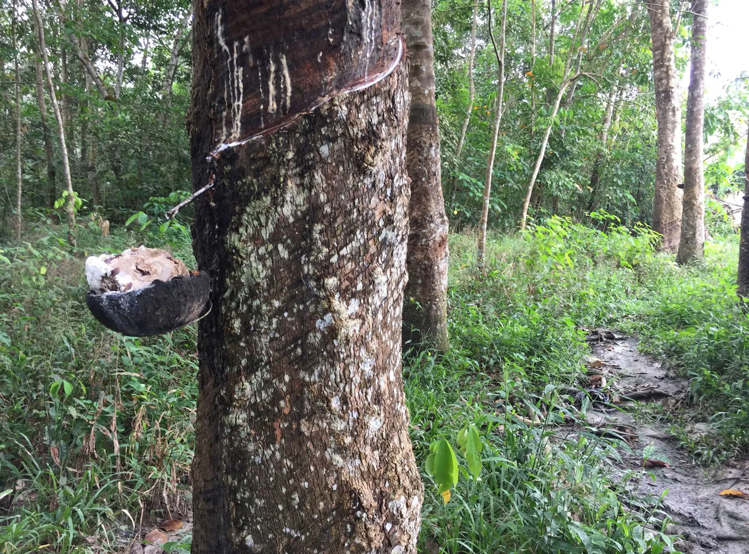 Increasing rubber farmers’ income by improving market access