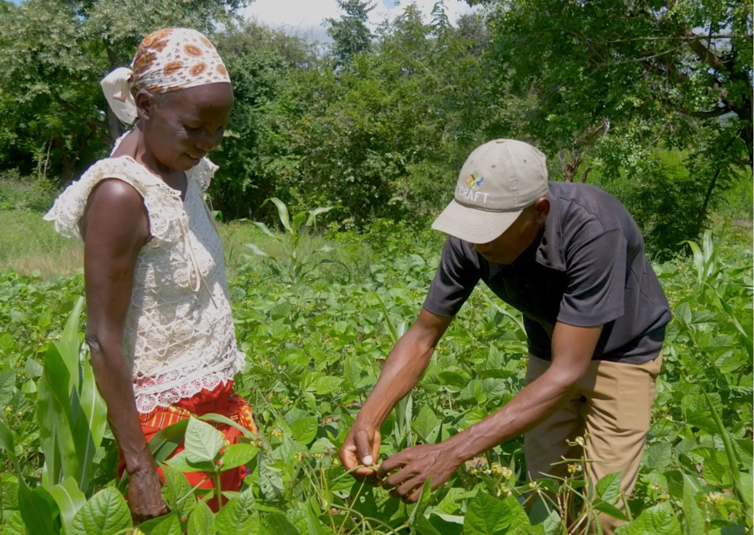 Stella and Augustine's green grams in Kenya