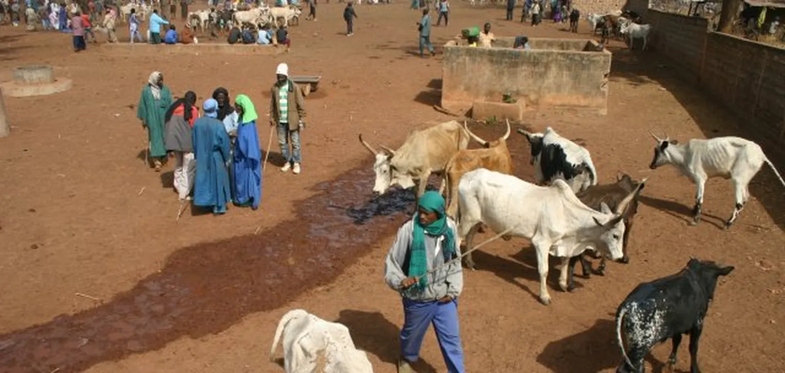 Garbal information service increases pastoralists’ resilience in Mali