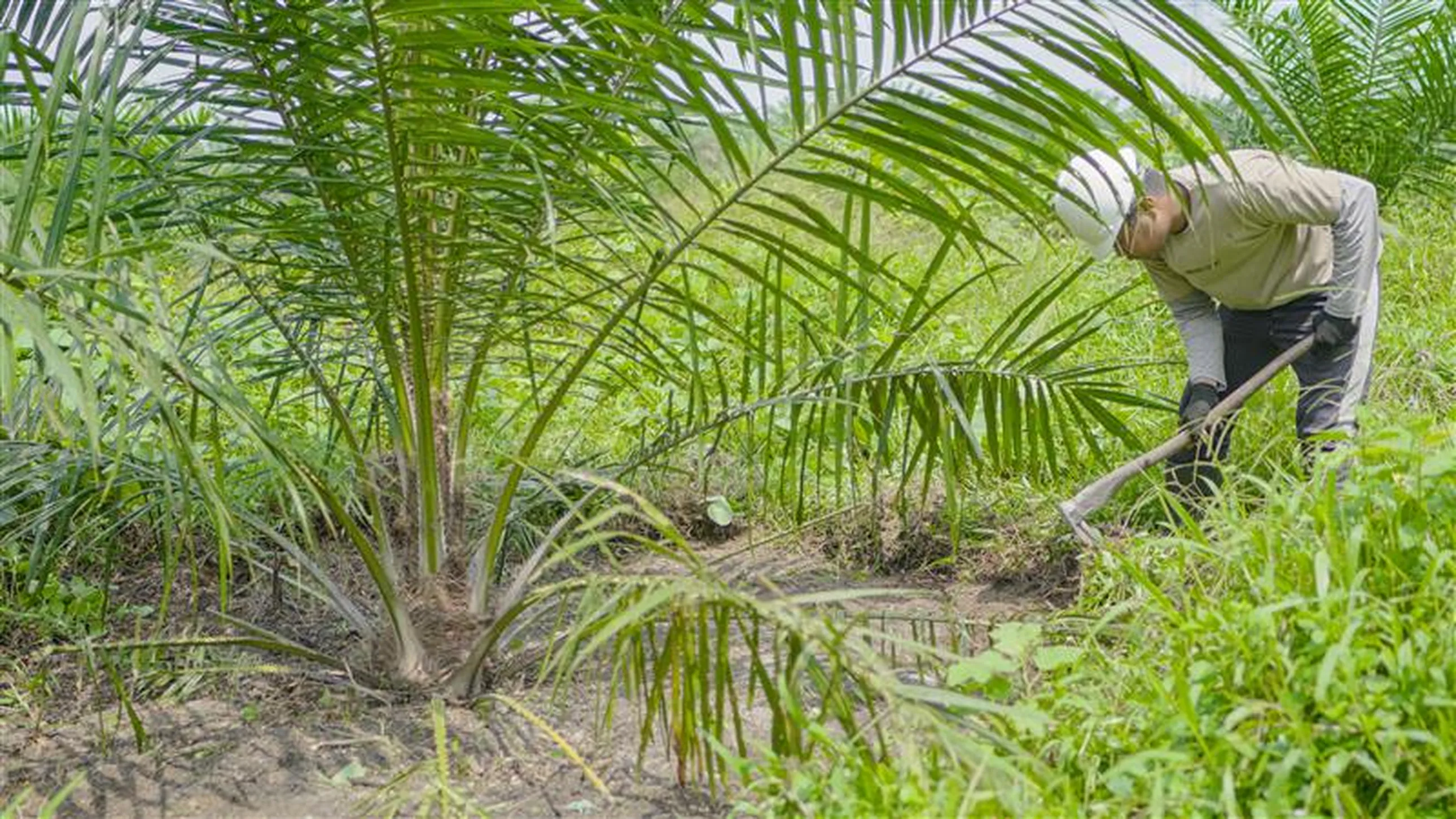 Sustainable palm oil production