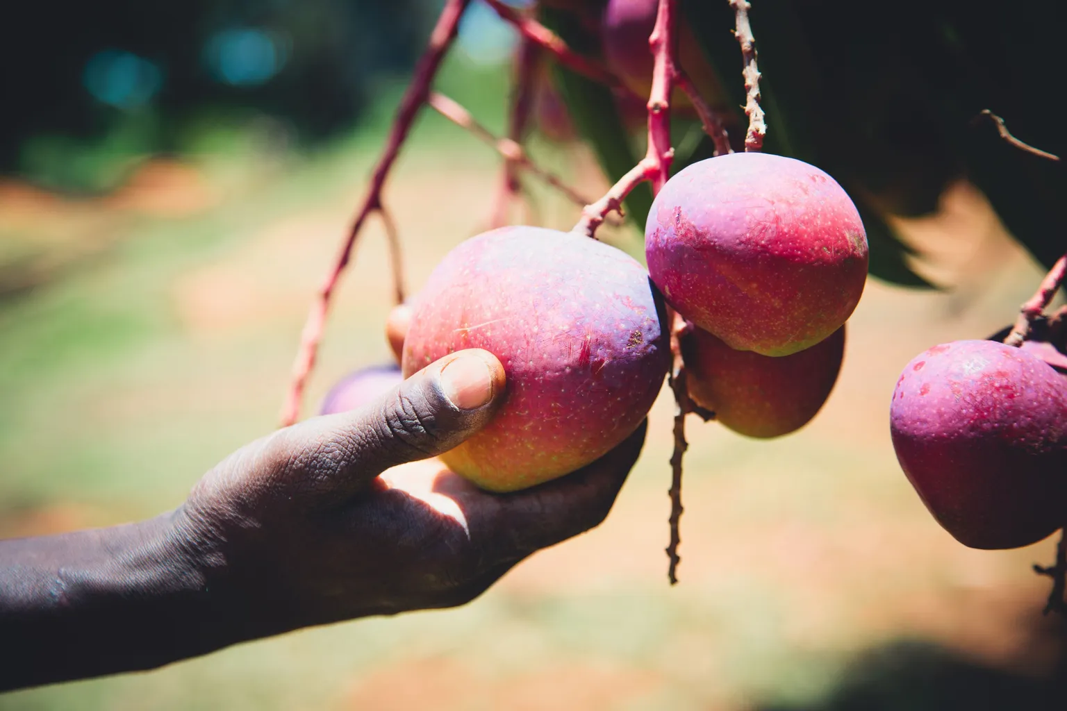 Reducing post-harvest loss through evidence and advocacy 