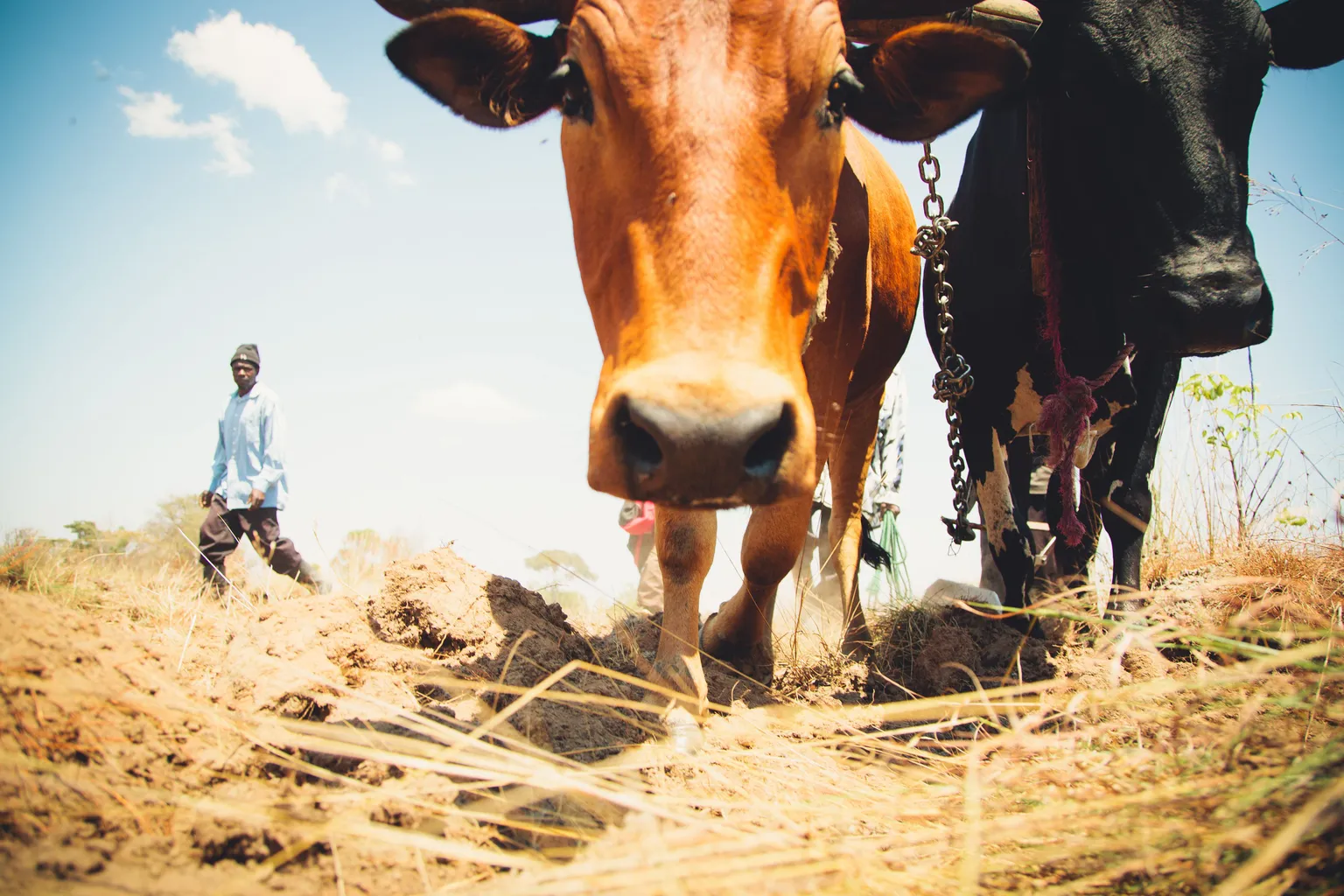 Drought affected cattle farmers gain from RARP match-funding