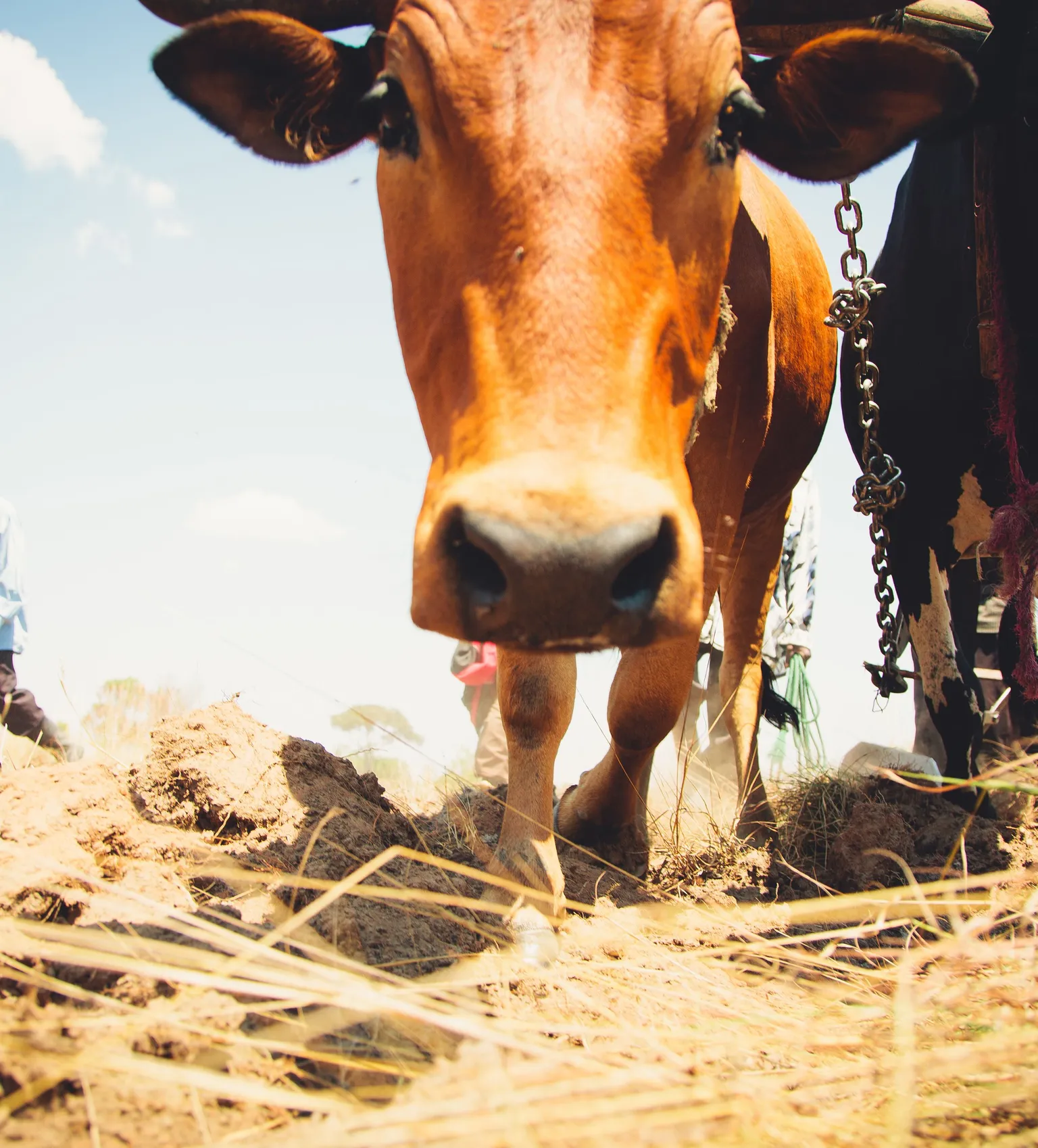 Drought affected cattle farmers gain from RARP match-funding