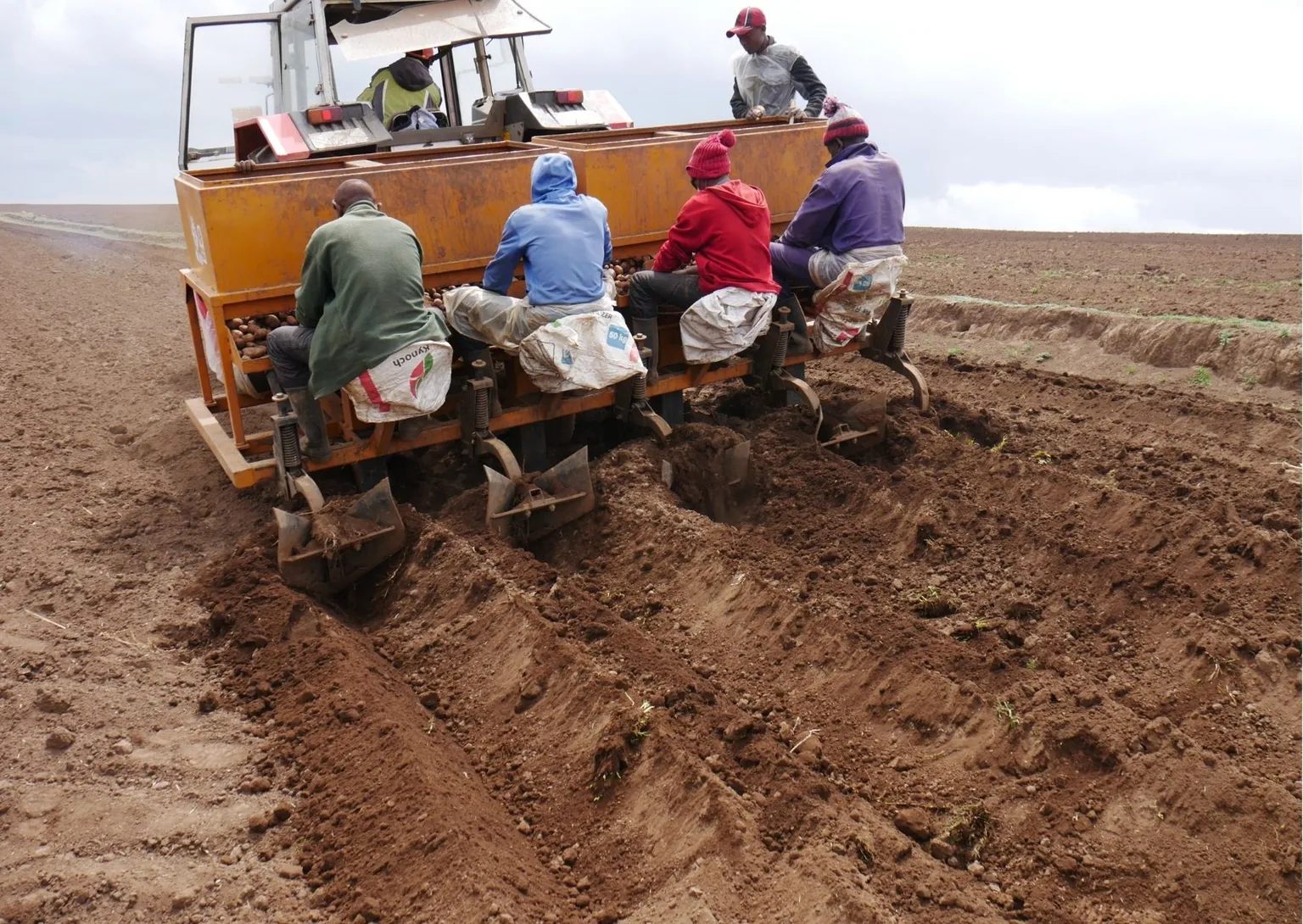 FreshCrop's potato planter in action