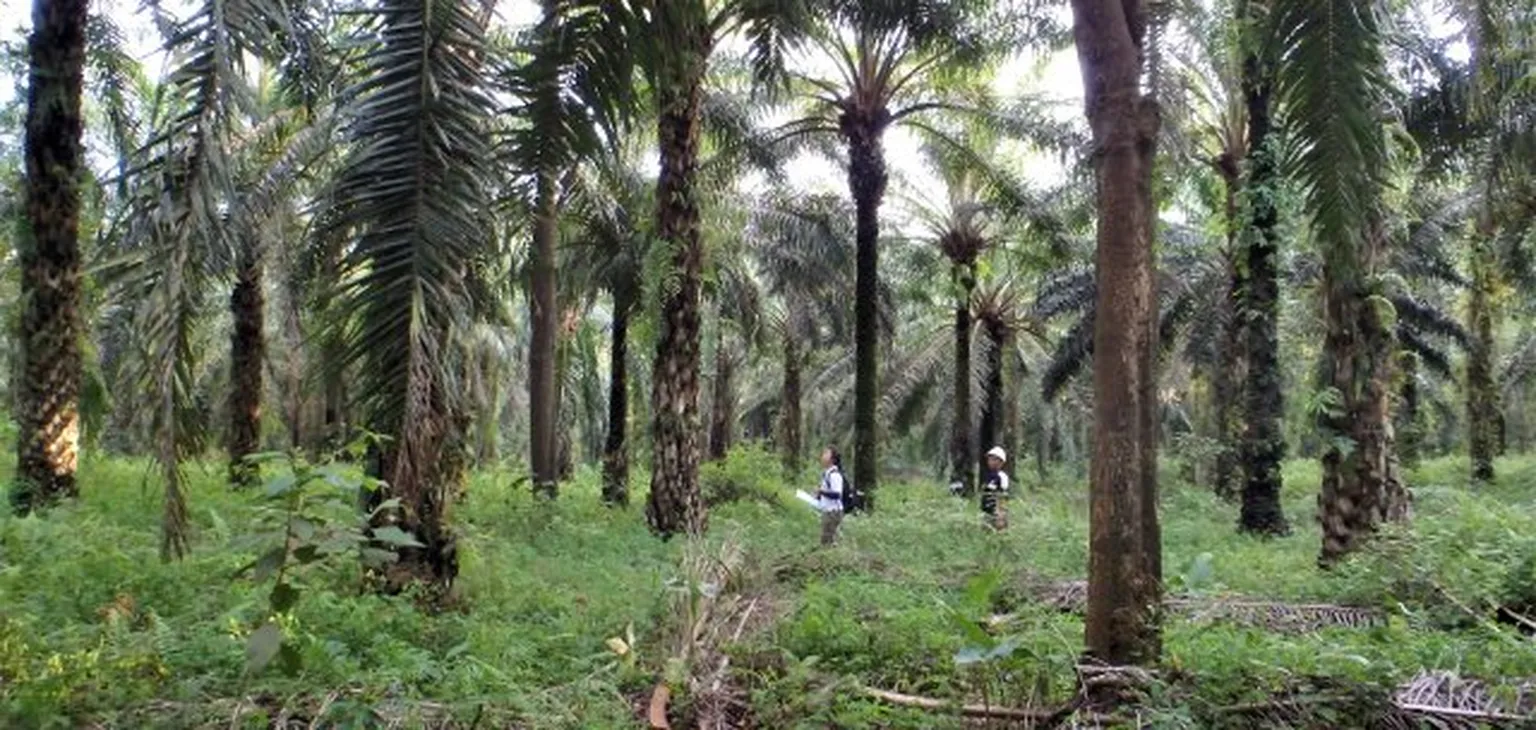 Reasearchers in forest