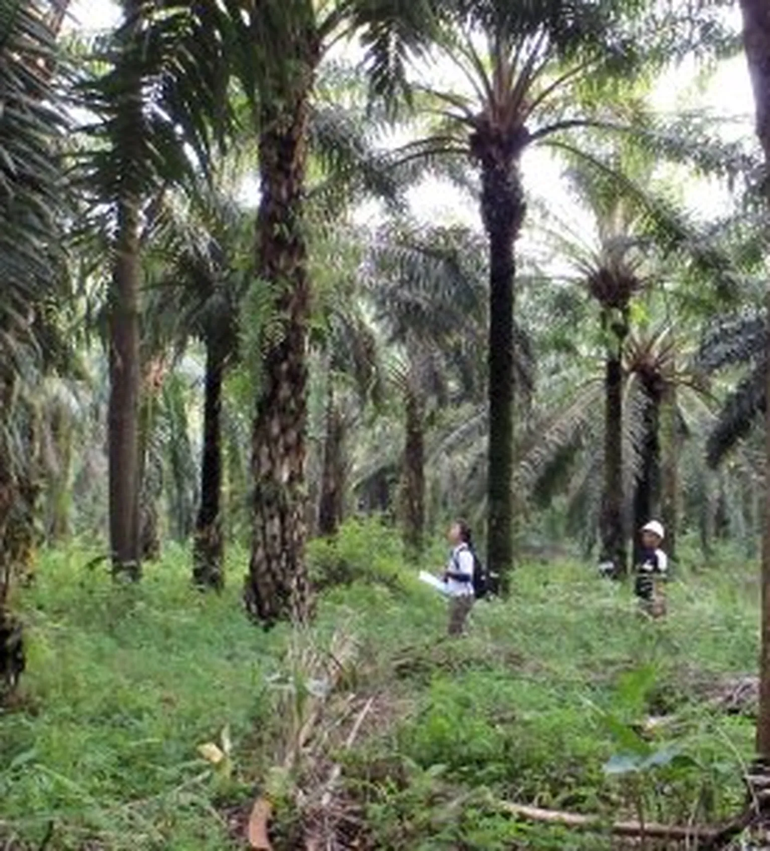 Reasearchers in forest