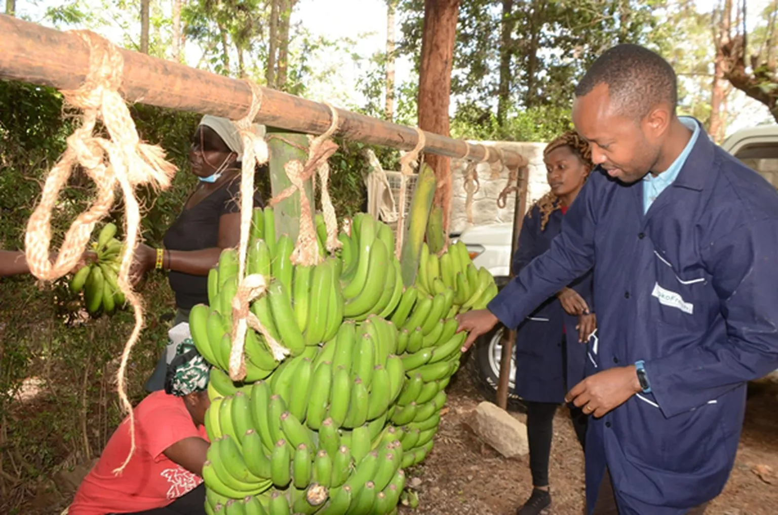 SokoFresh CEO inspects freshly harvested bananas before they are prepared for storage.