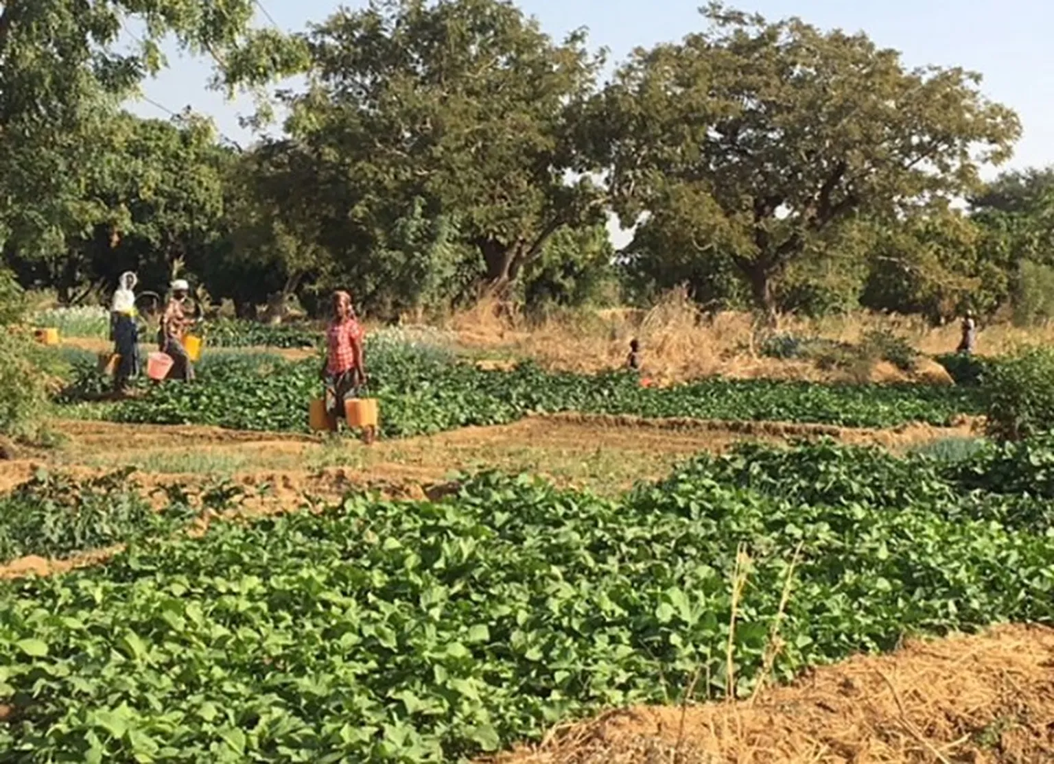 Irrigators at work at Bidiga reservoir Credit: M.Elias, Bioversity International