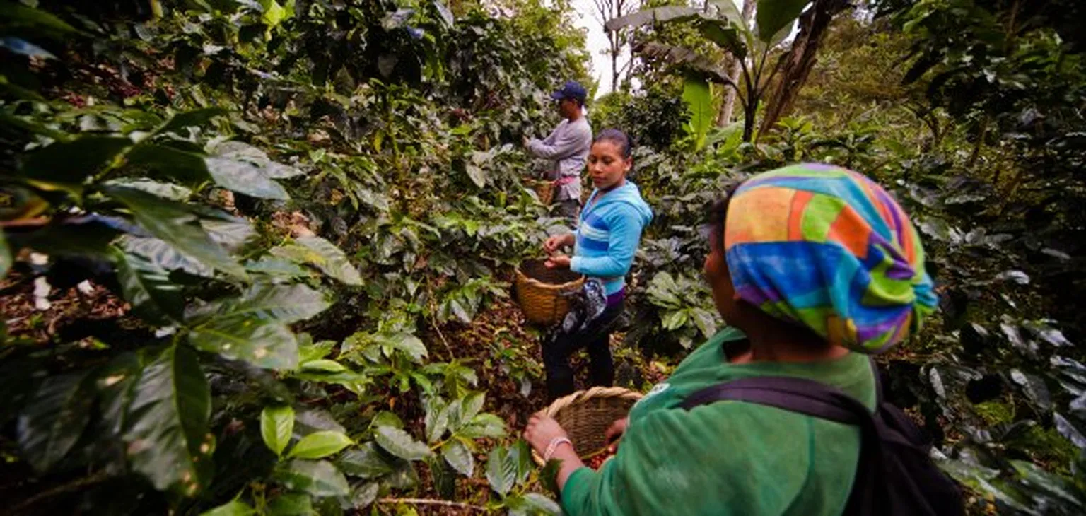 Women in forest