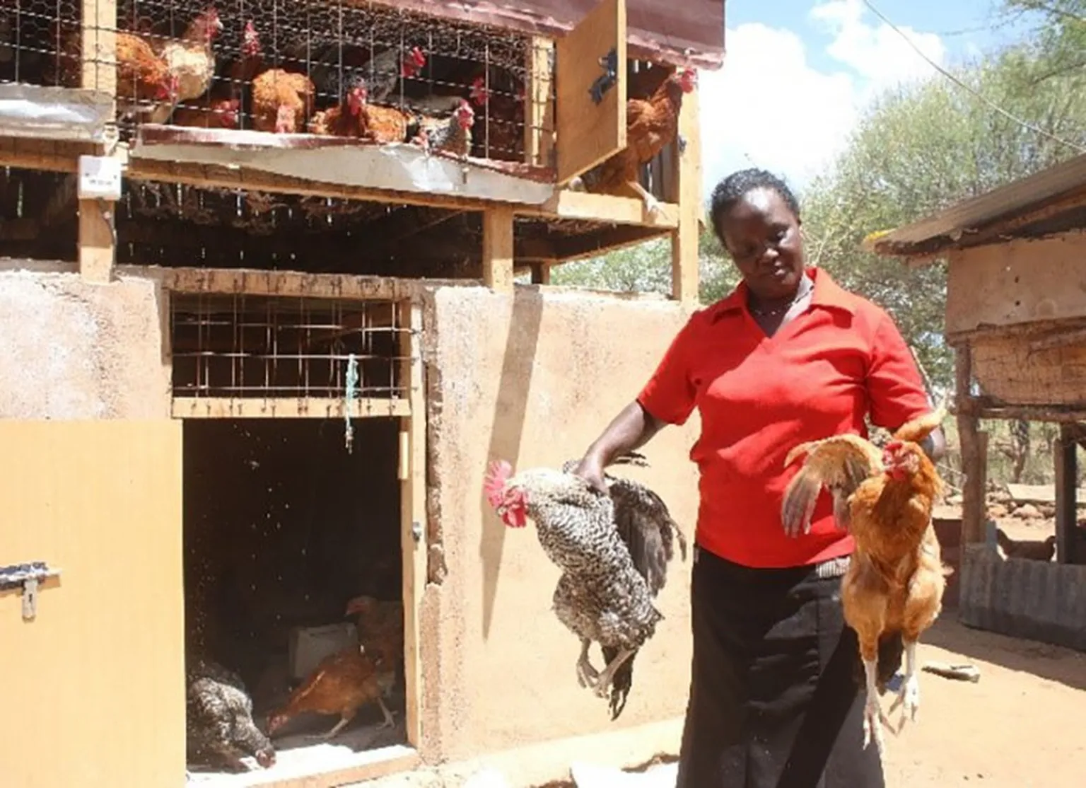 Esther checking whether her chicken are ready to sell