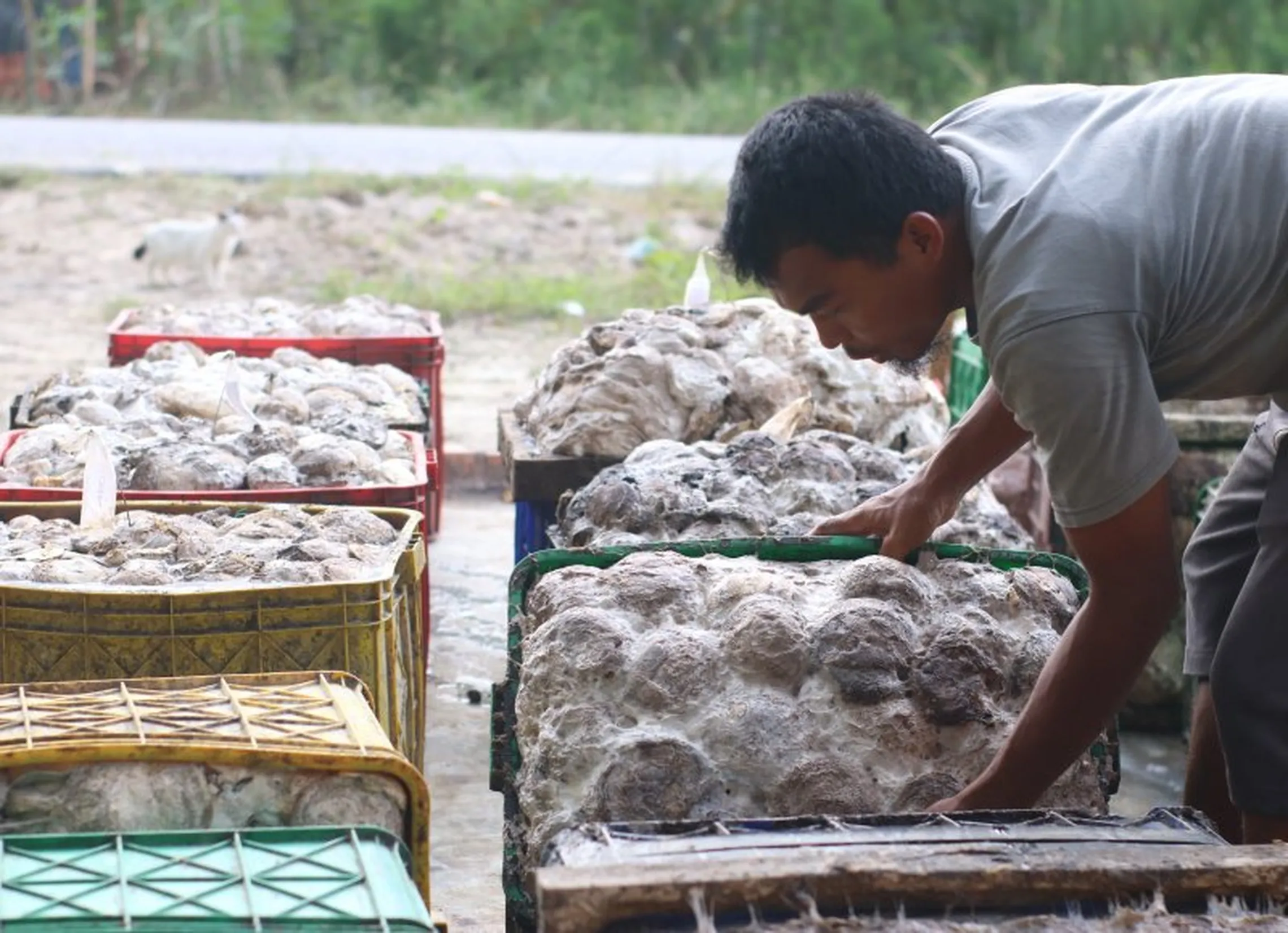 Crates of dried latex cubes at the community trading post in Mendis Village