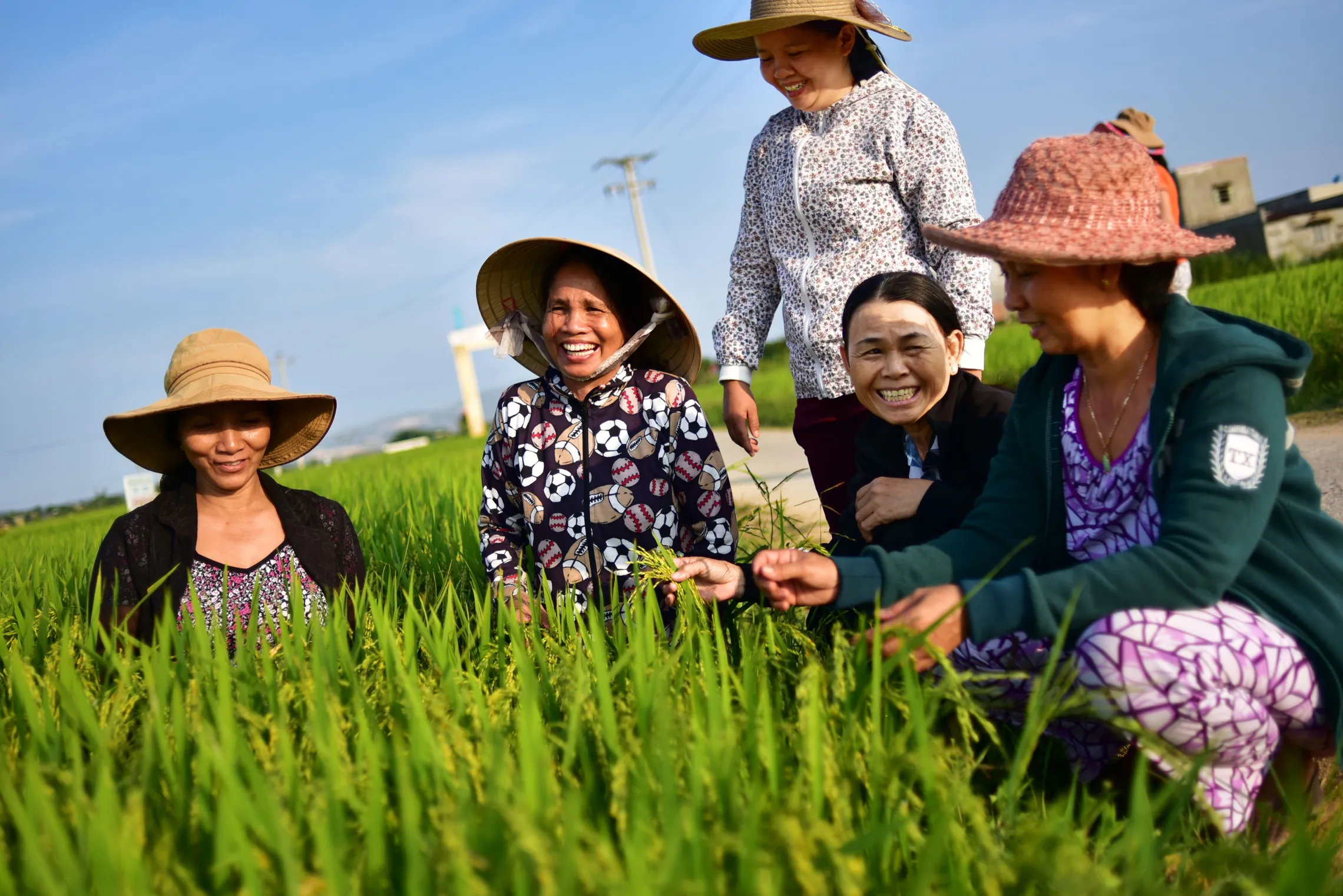 Female rice farmers using the SRI technique in Vietnam