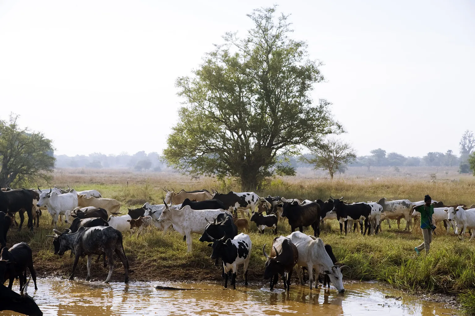 A herd of cows at a watering hole