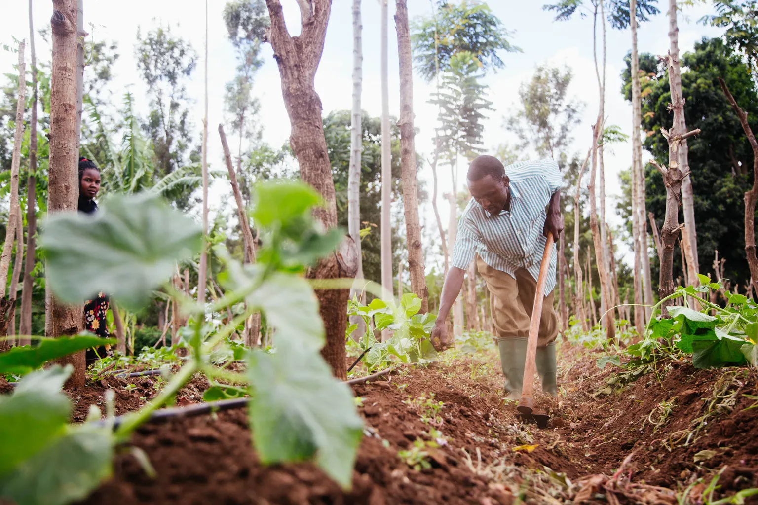 From PPPs to PPPPs – producers as equal partners in agribusiness partnerships