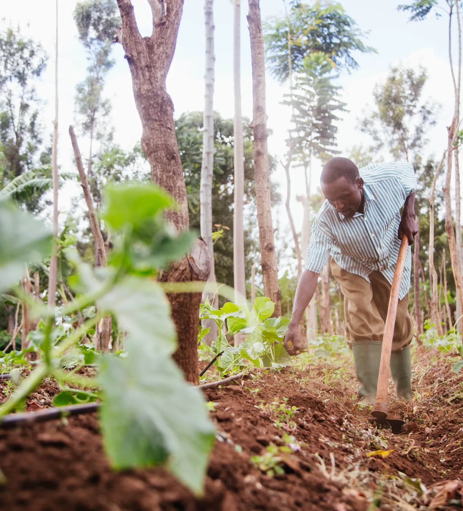 From PPPs to PPPPs – producers as equal partners in agribusiness partnerships