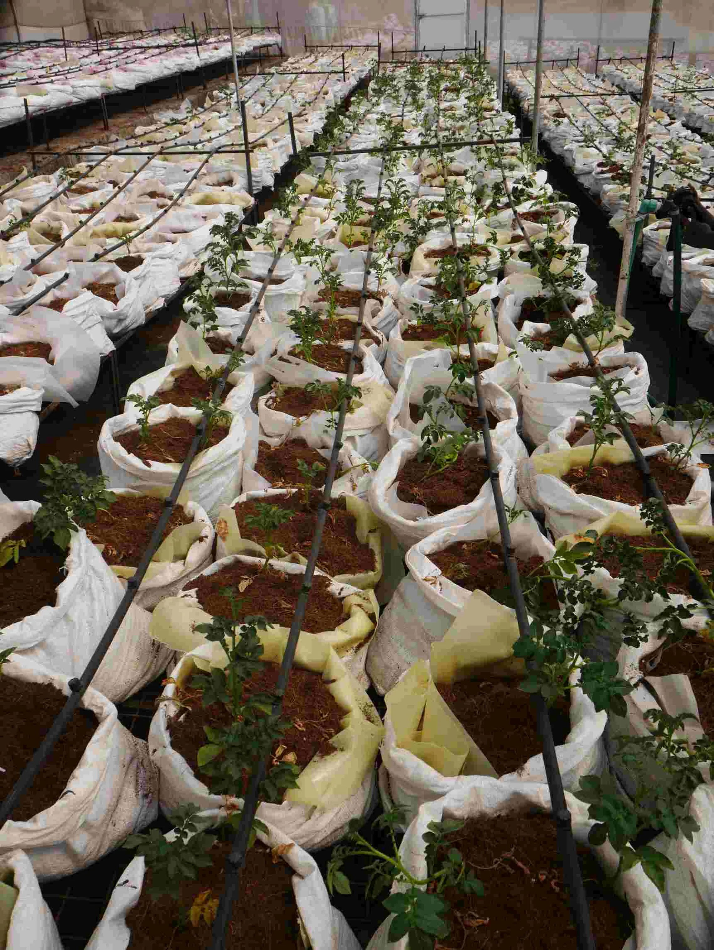 FreshCrop apical cuttings