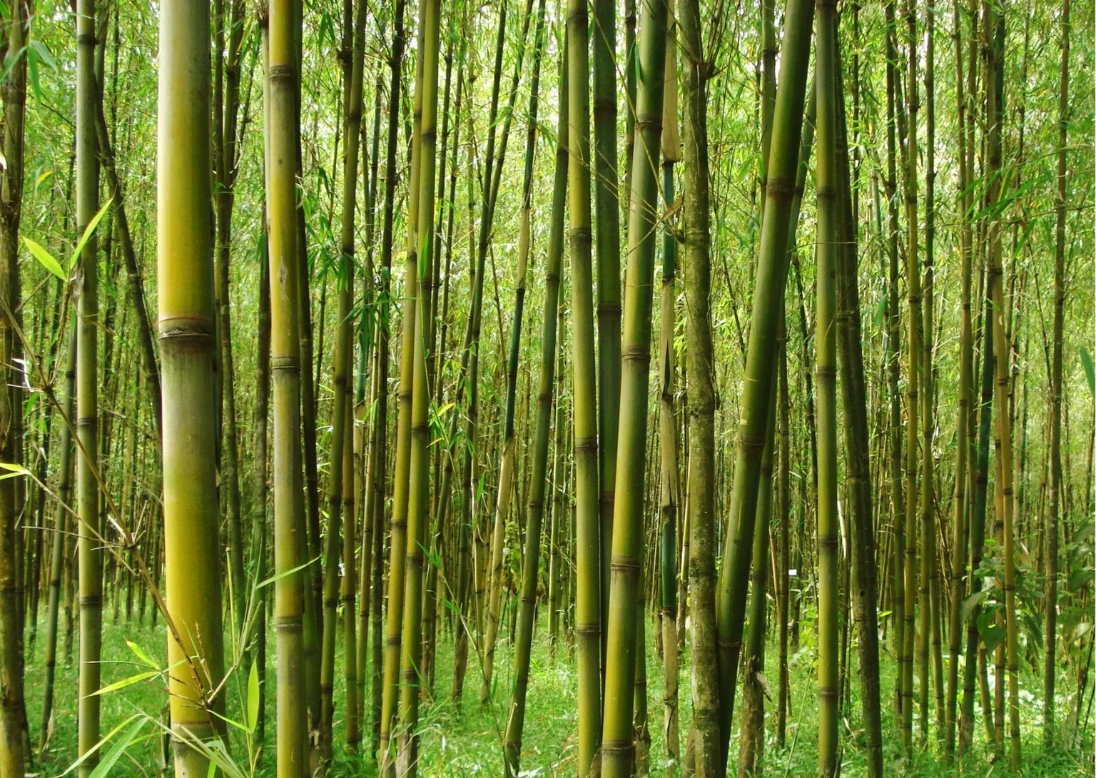 Bamboo