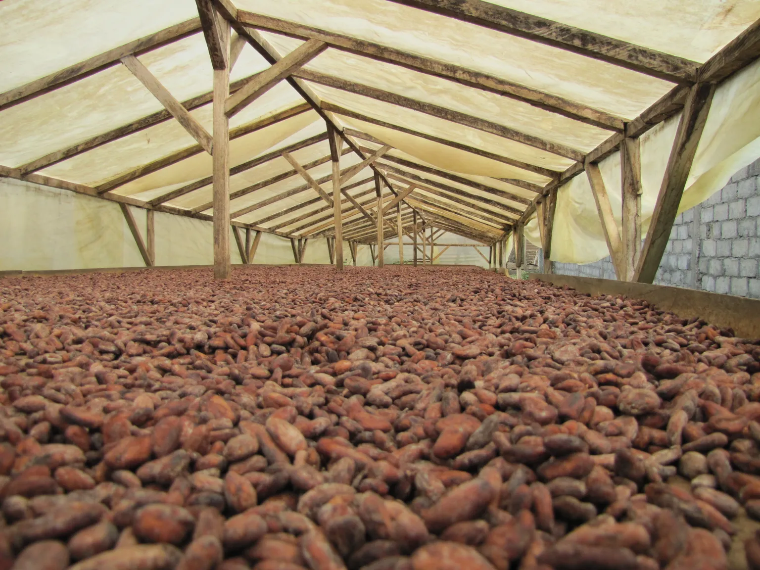 BAFIACOOP: A Growing Cocoa Cooperative in South-West Cameroon