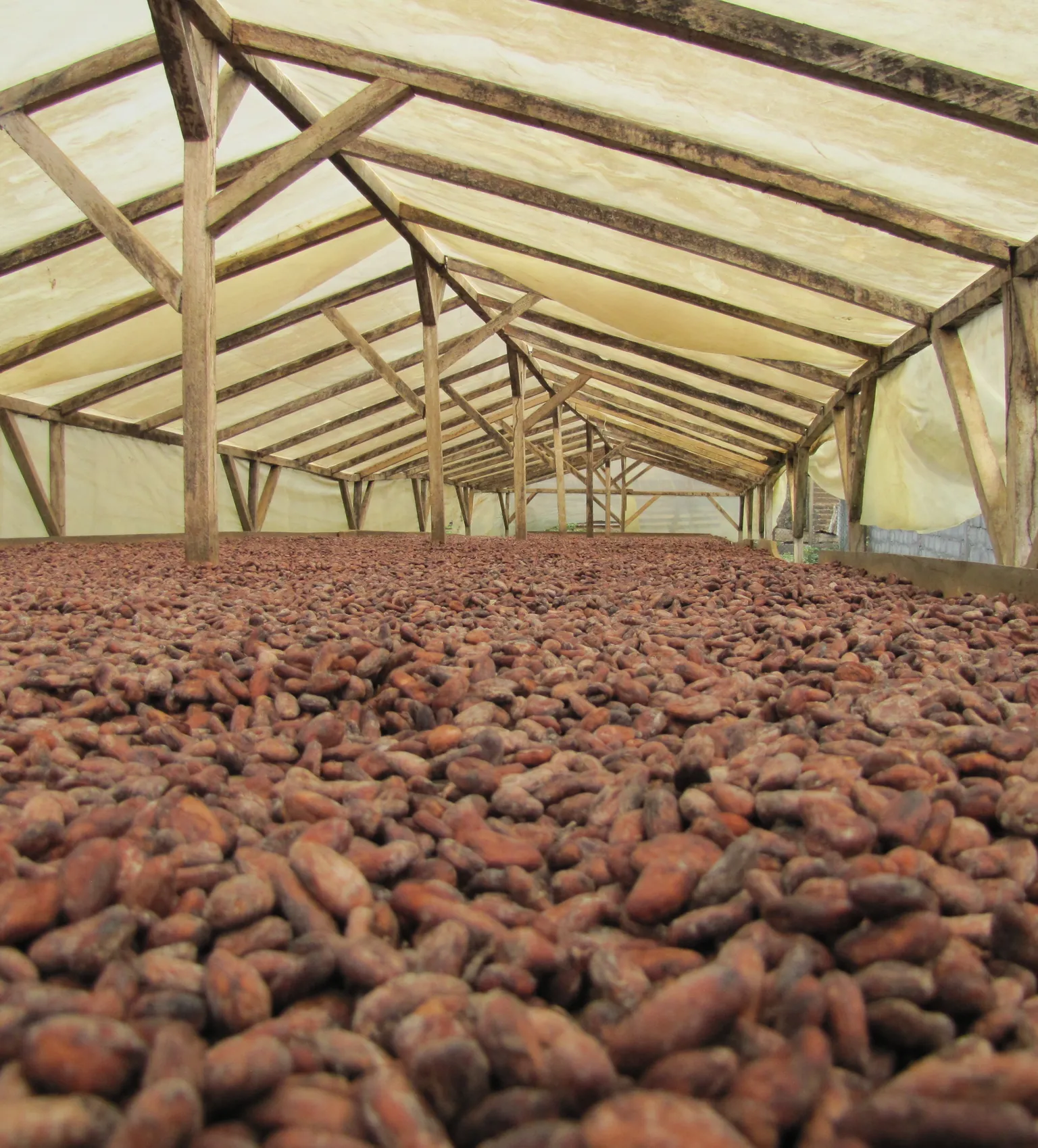 BAFIACOOP: A Growing Cocoa Cooperative in South-West Cameroon