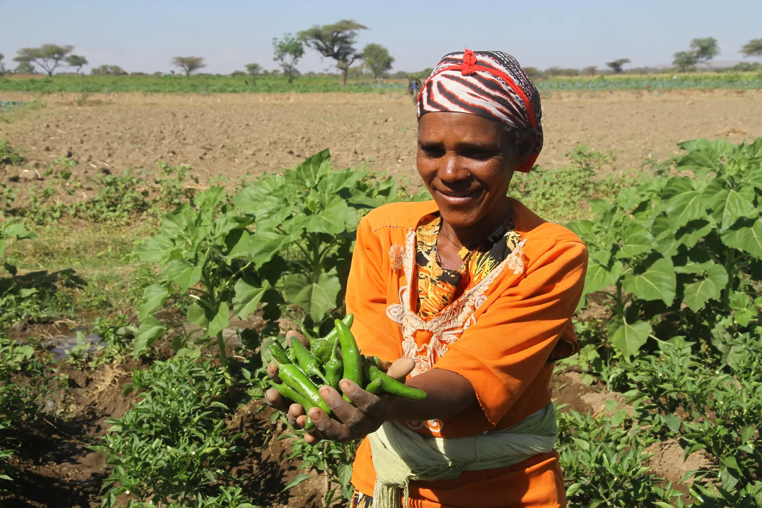 Horticulture Livelihood, Innovation and Food Safety Project in Ethiopia piloted Farmers Field School (FFS). The project has reviewed its progress. The review revealed that FFS is contributing in boosting yields and income while reducing the use of harmful pesticides.