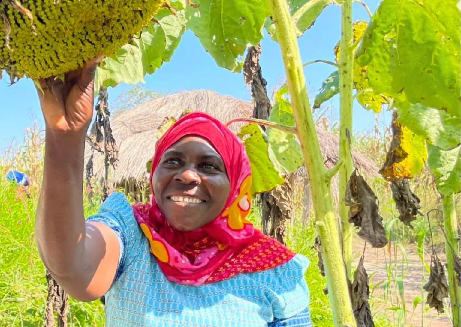 A woman inspecting sunflowers