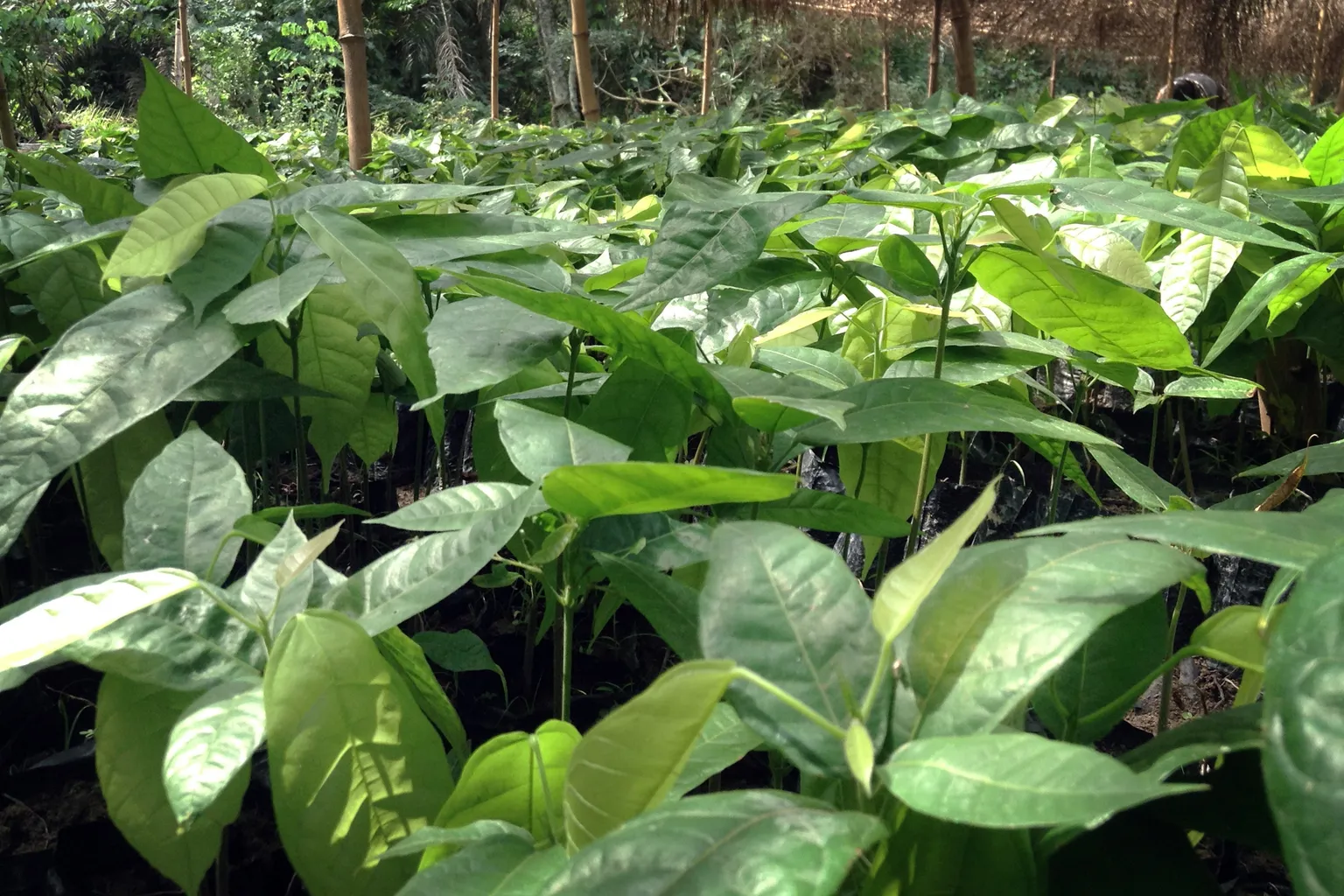 Nursing future production – towards shaded cocoa farms