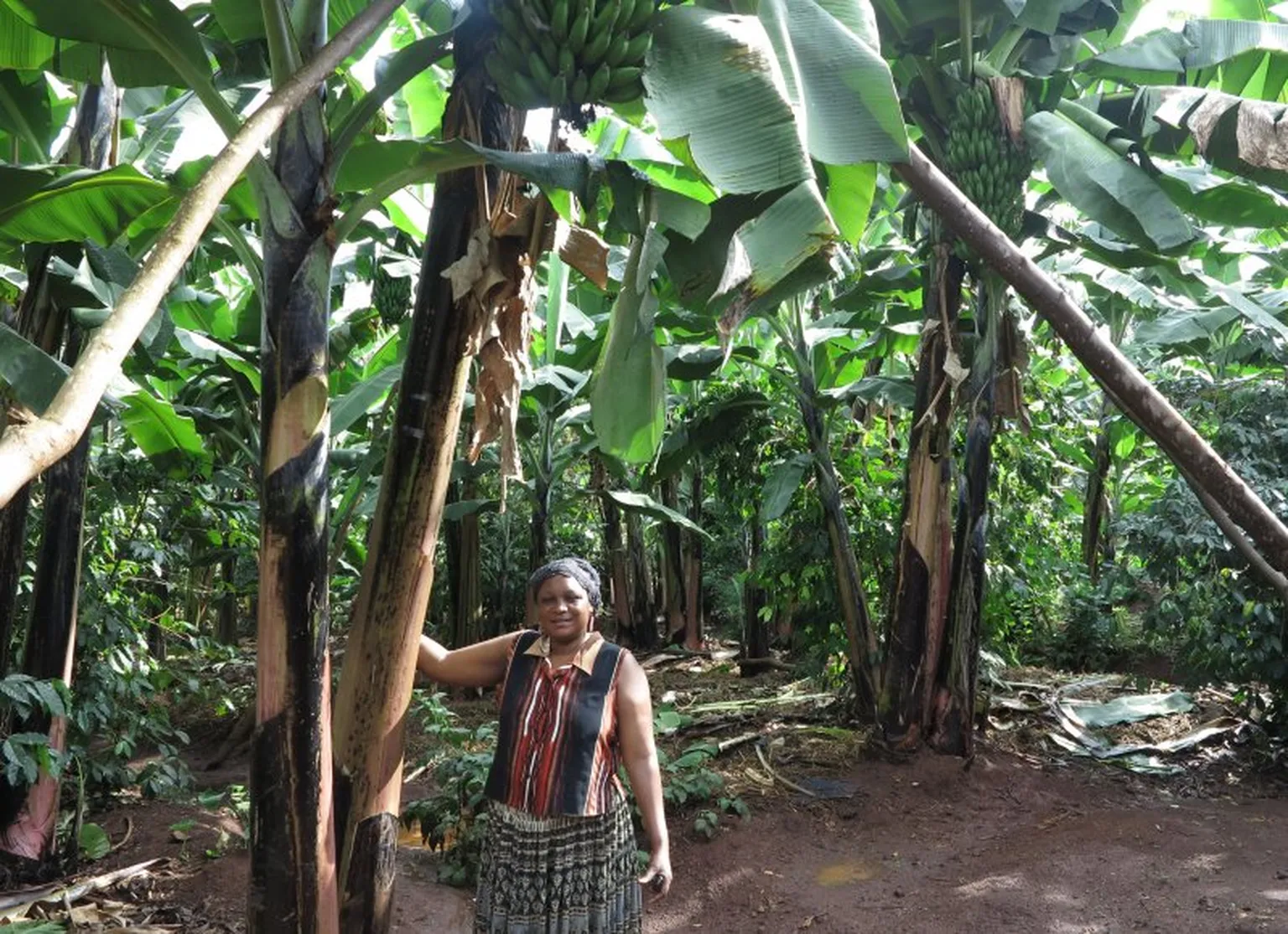 Zainab in her thriving banana plantation