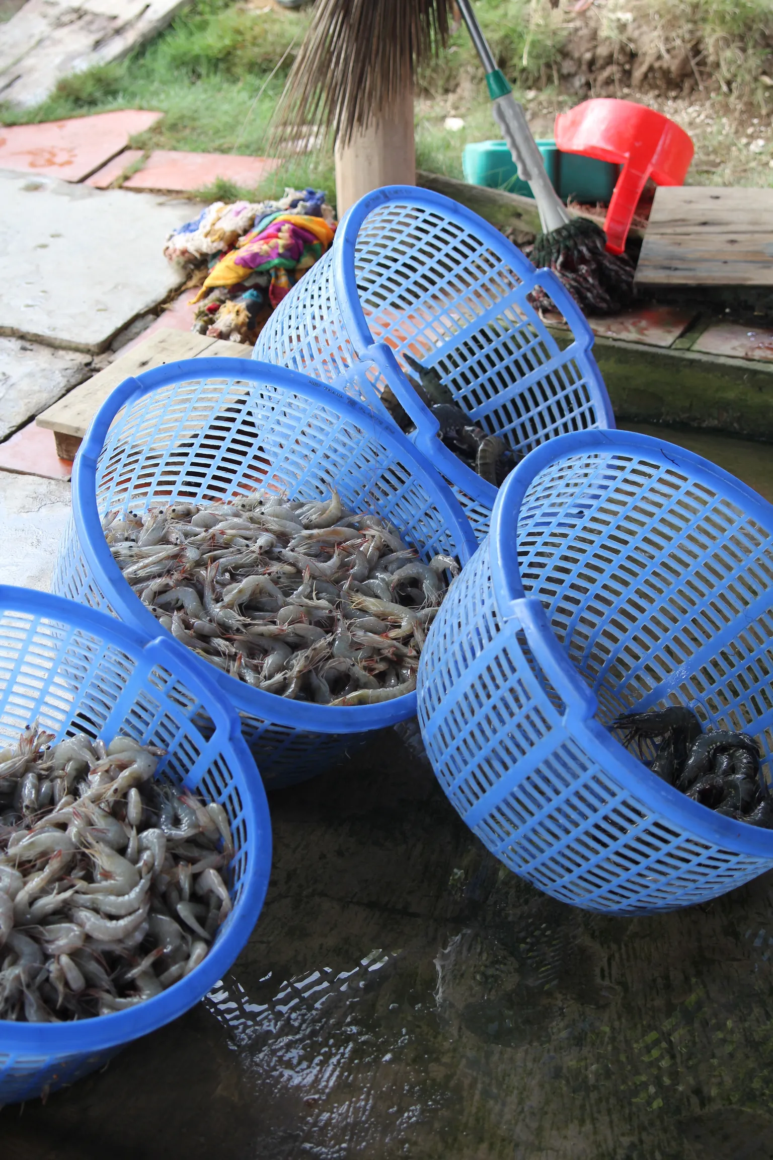 Mangroves & Markets showcased on Inside Vietnam