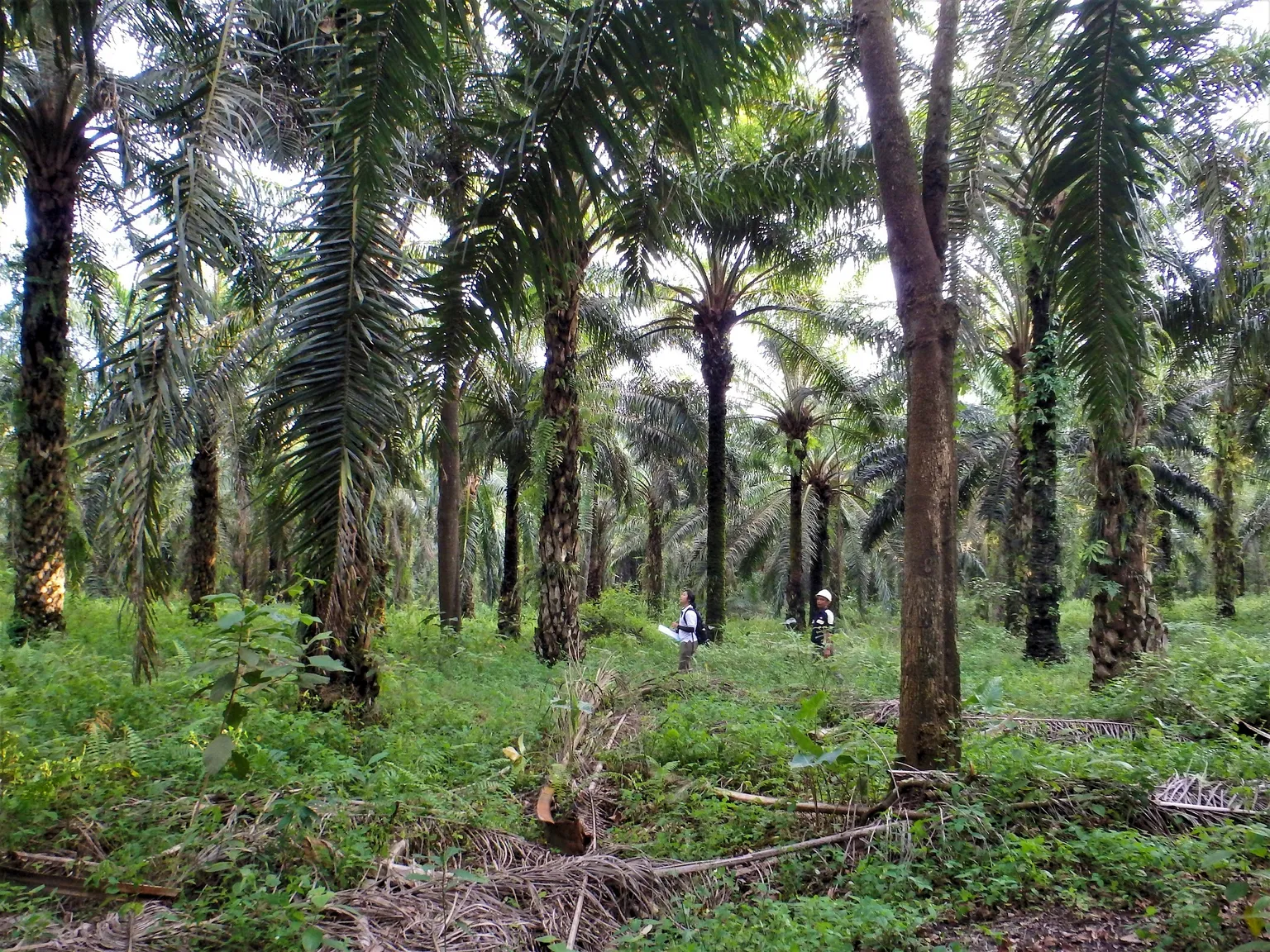 SNV_Indonesia_palm_oil