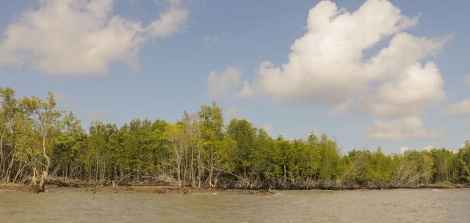 Trees next to lake