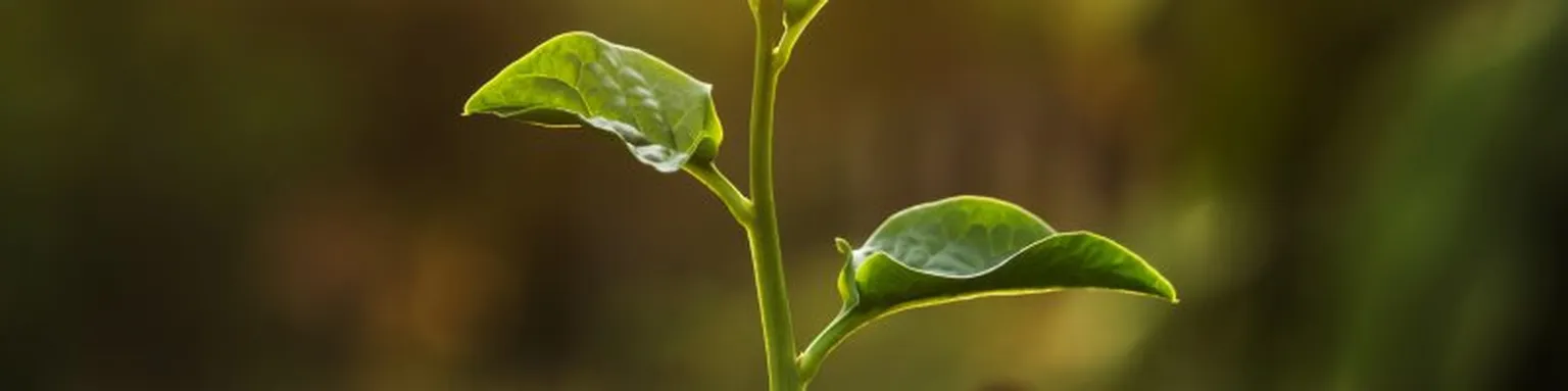 Plant in the sunlight