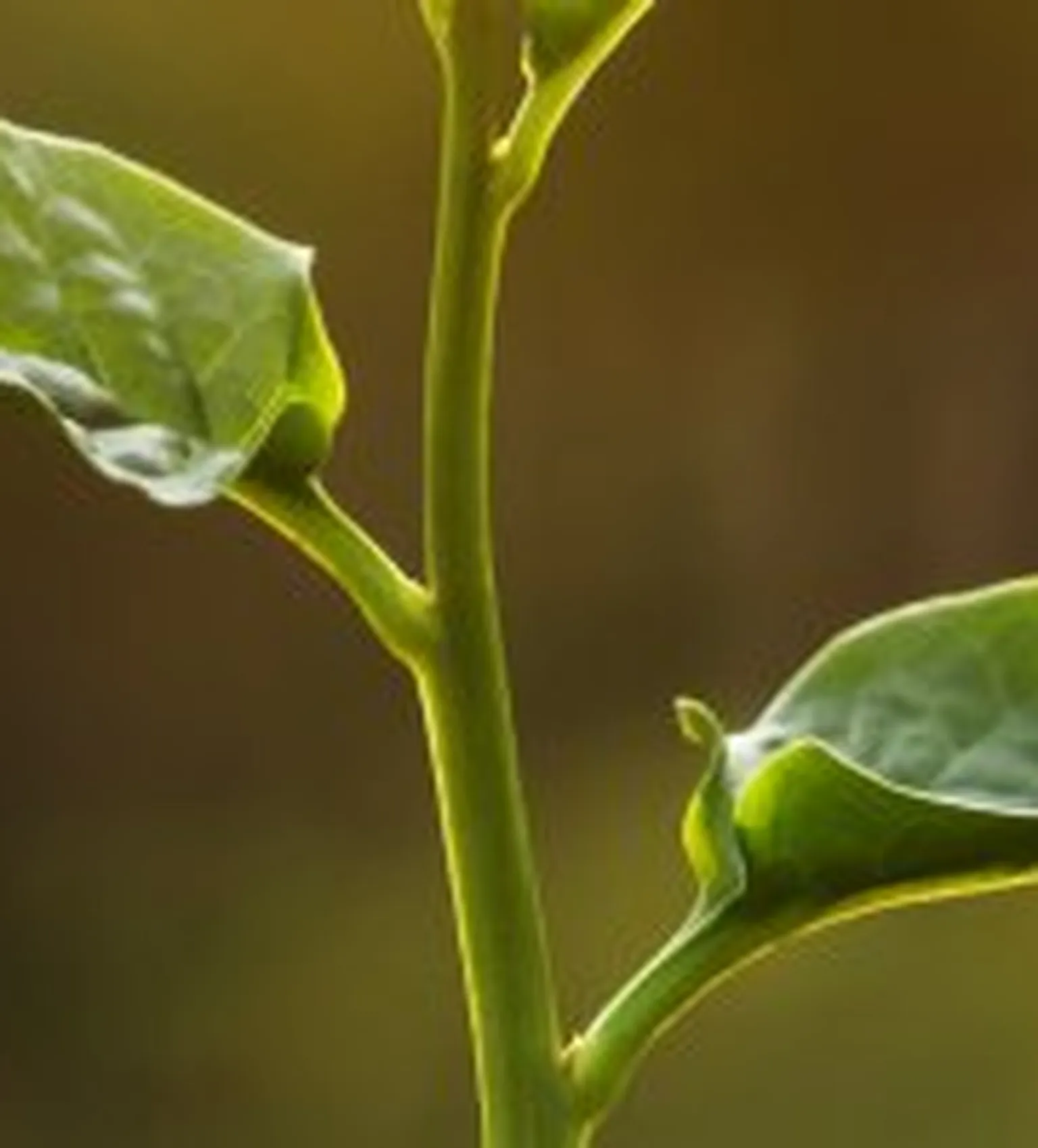 Plant in the sunlight