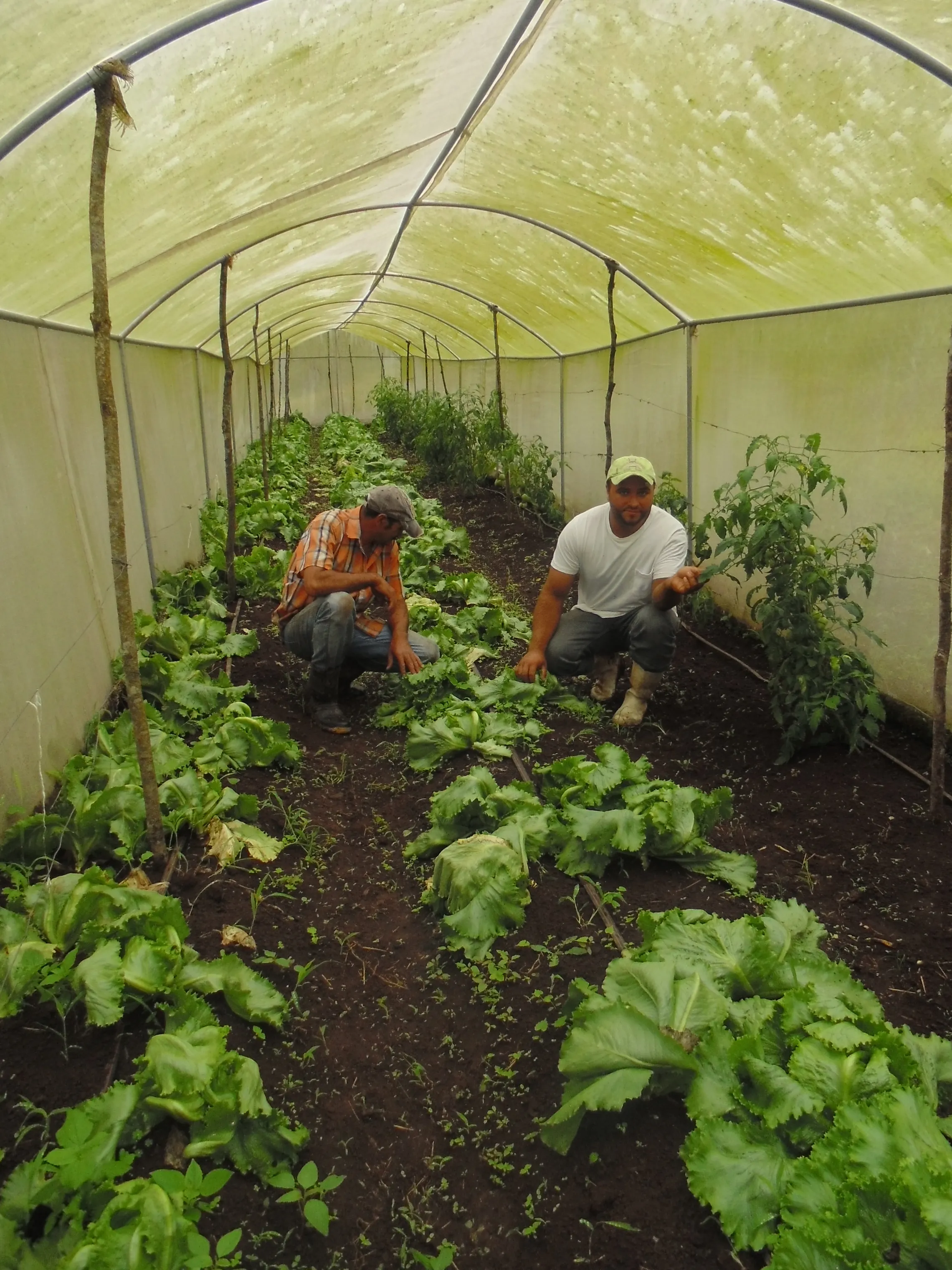 The family greenhouse used to grow vegetables throughout year