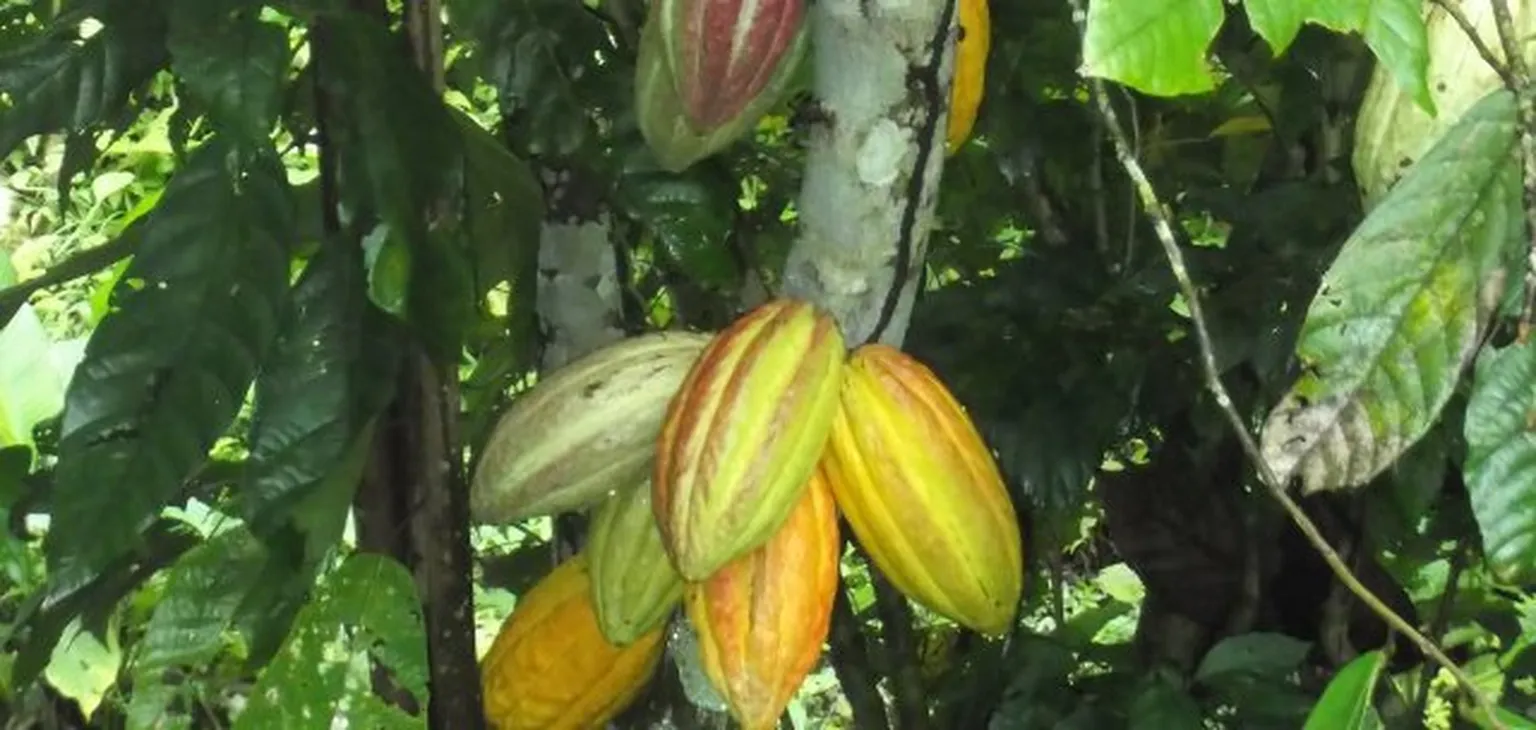 Cacao plant