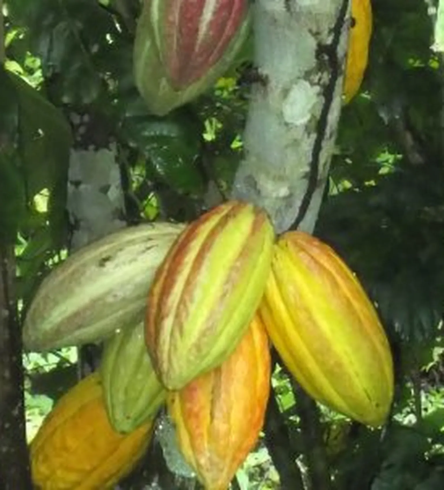 Cacao plant