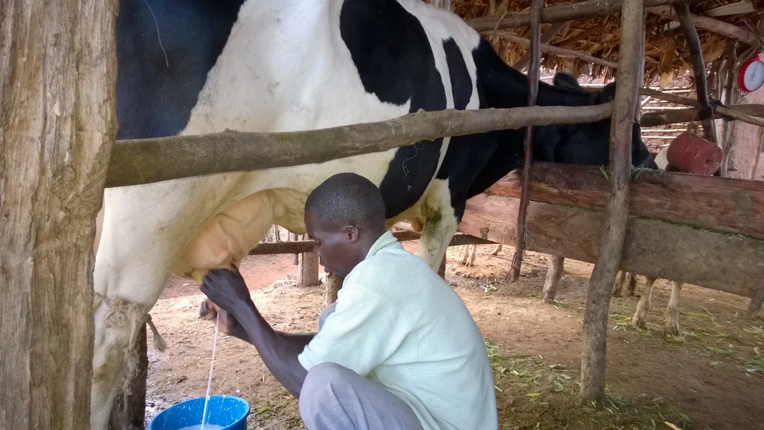 AGDI dairy farm in Uganda champions farming as a business