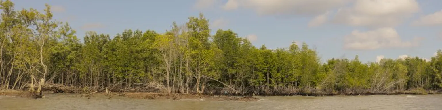 River next to trees