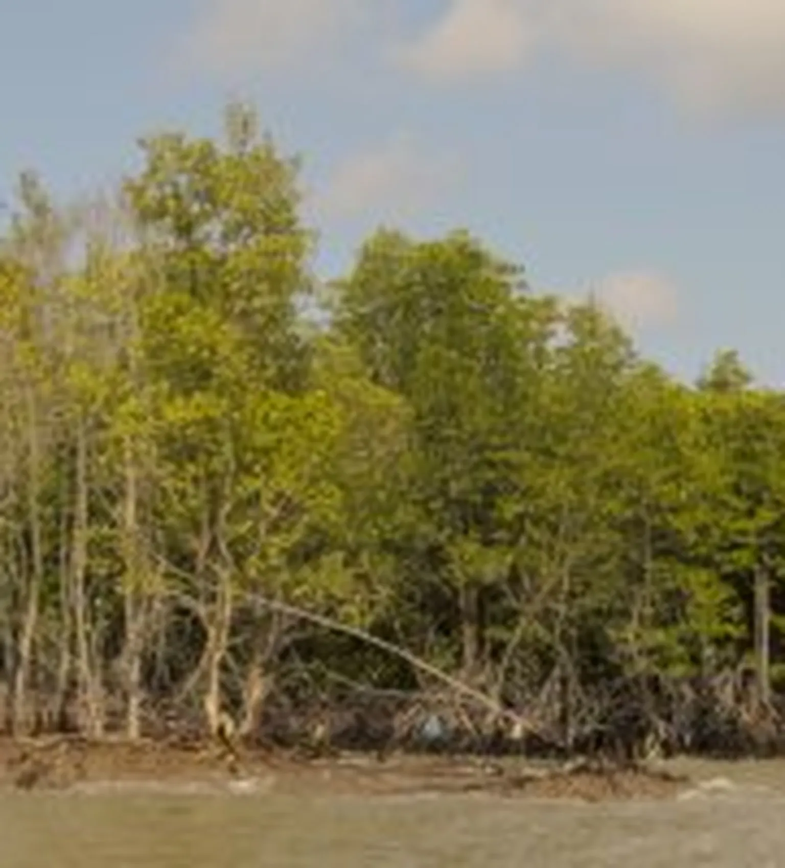 River next to trees