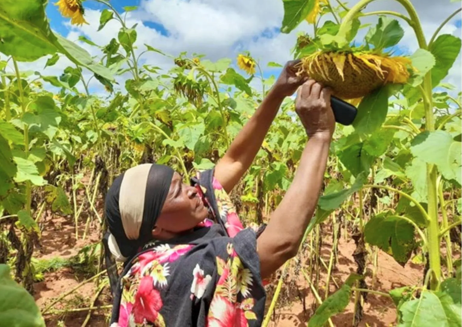 A photo of Aziza Ramadhani inspecting sunflowers