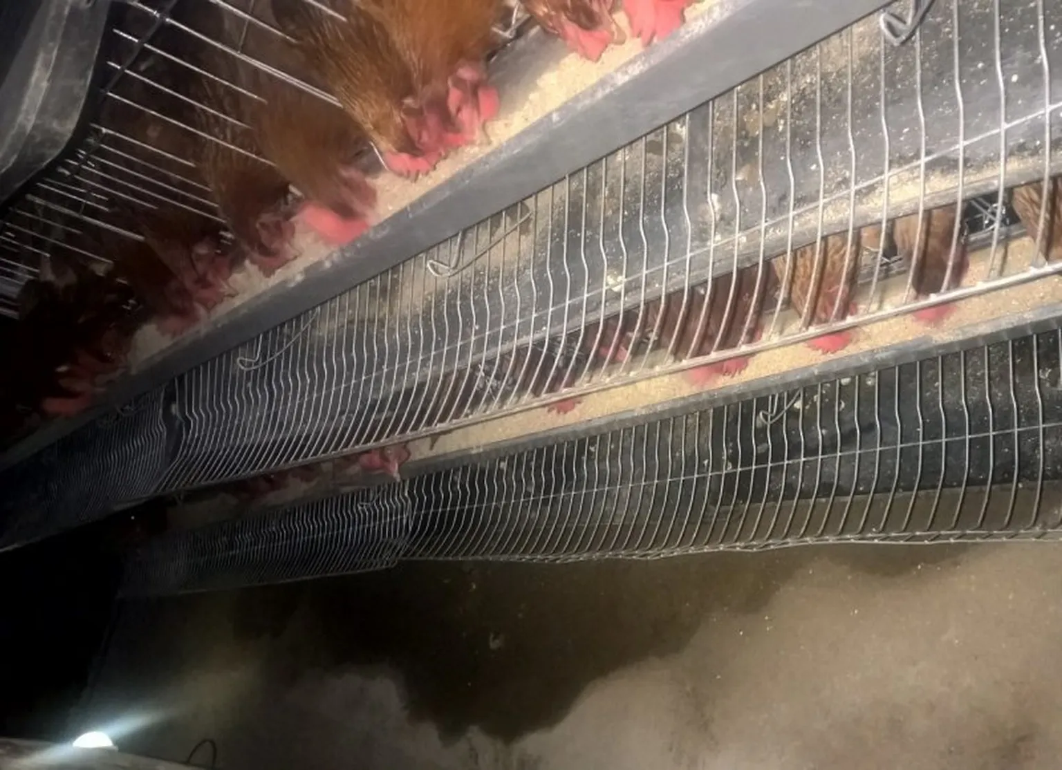 Making use of her backyard for poultry farming