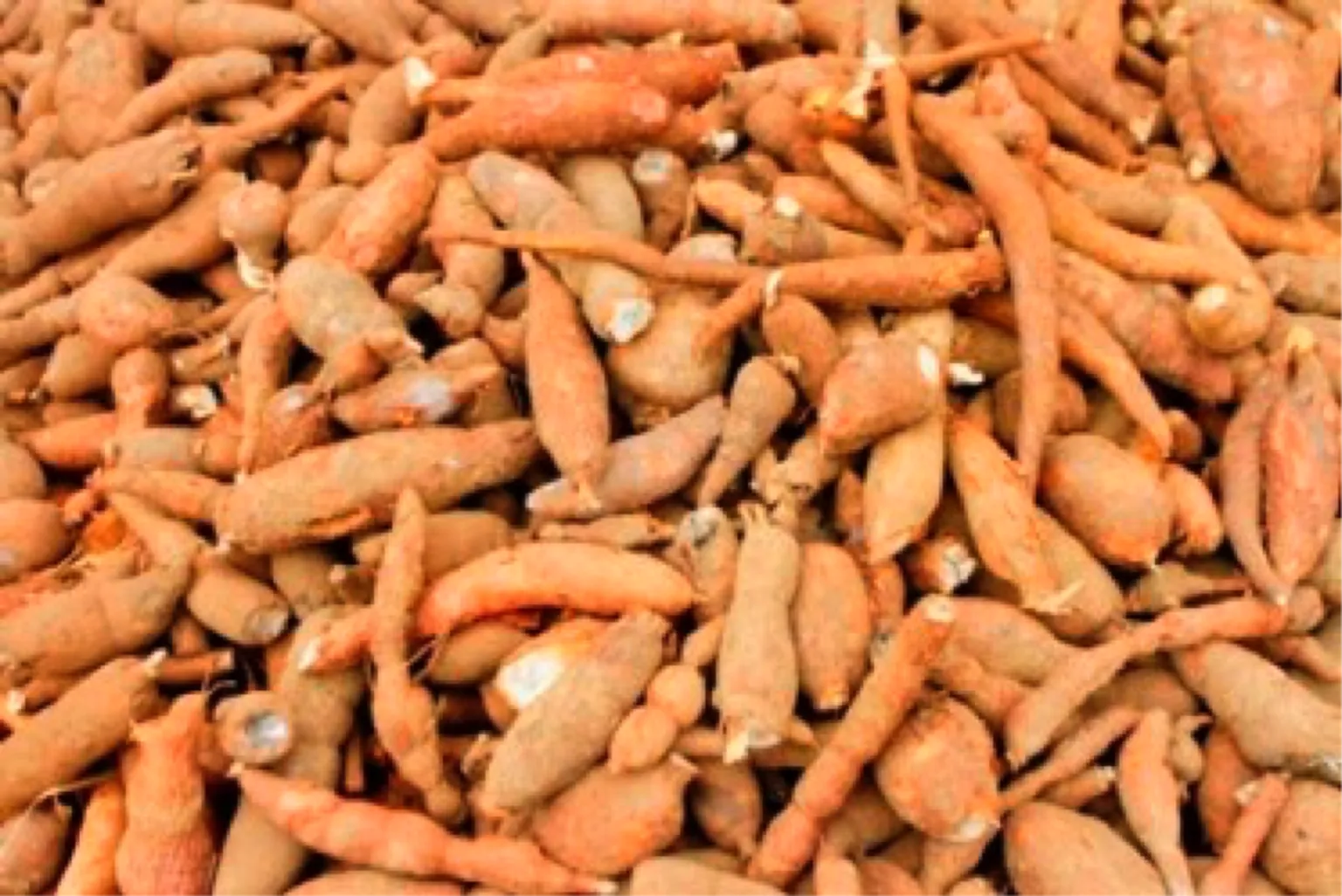 Indonesia-Australia cooperation to boost coconut & cassava sectors