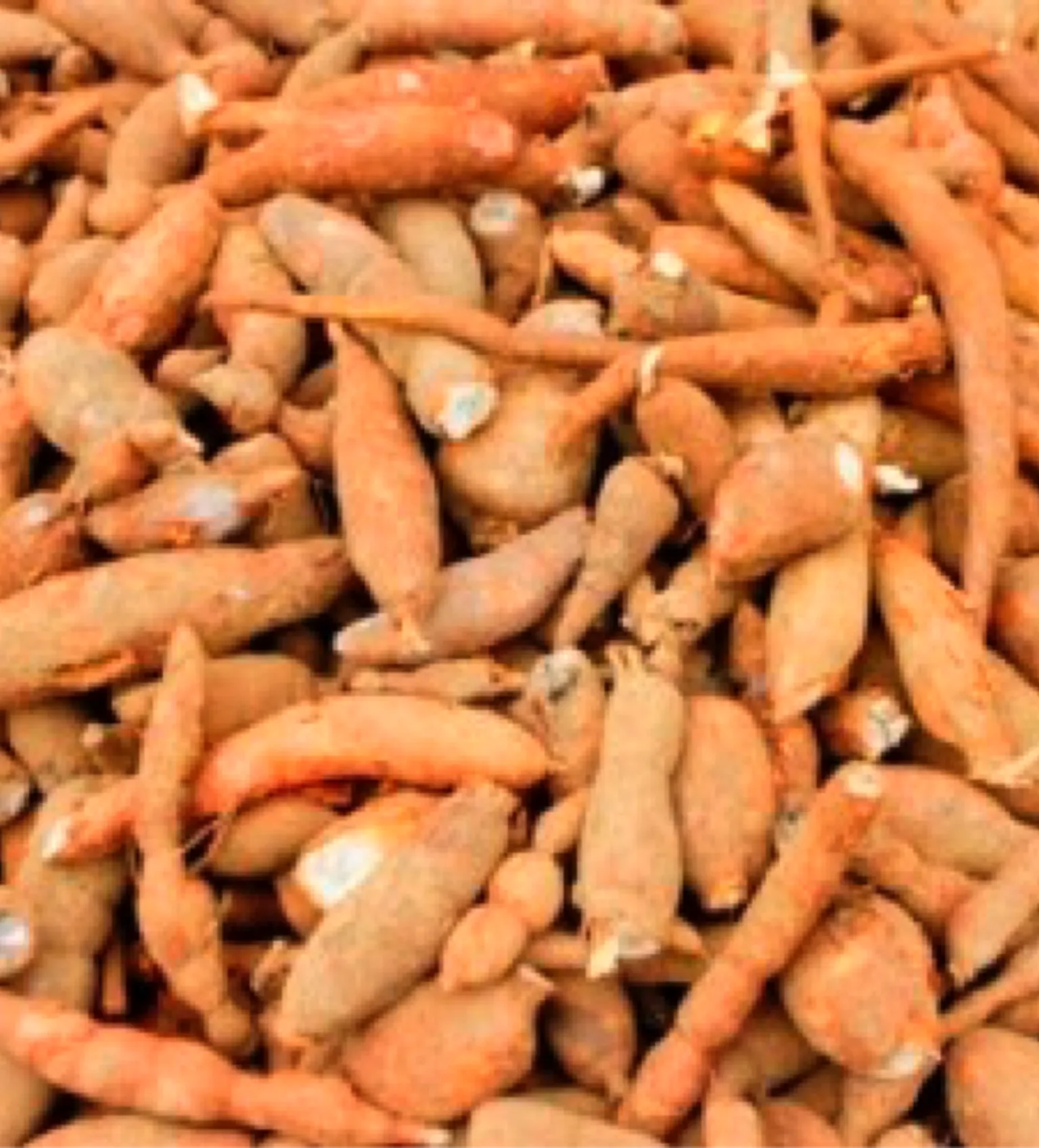 Indonesia-Australia cooperation to boost coconut & cassava sectors