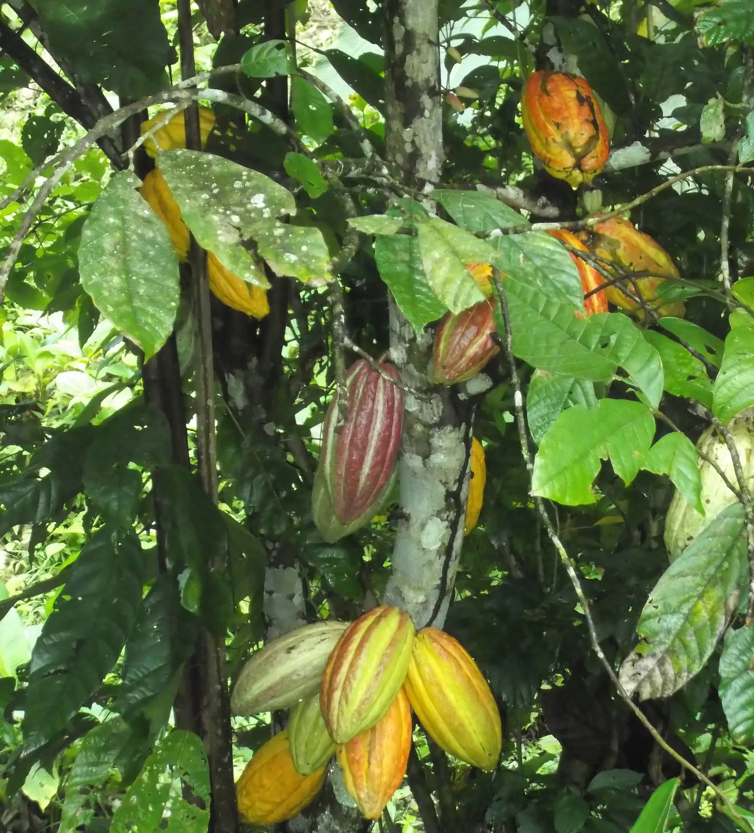 SOCOPROCAON: A Dynamic Cocoa Cooperative
