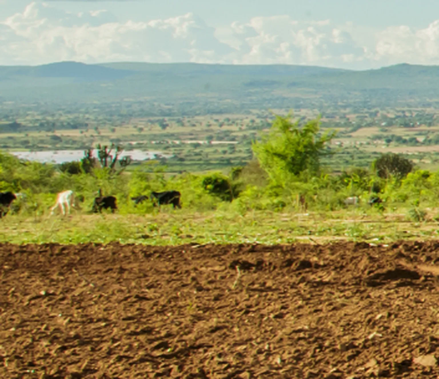 Landscape of fields