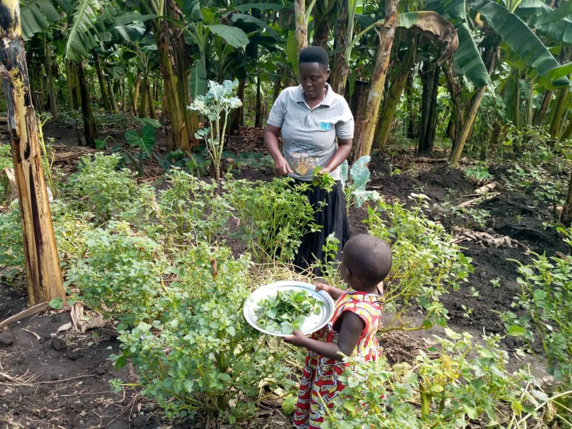 Regina harvests vegetables from her kitchen garden