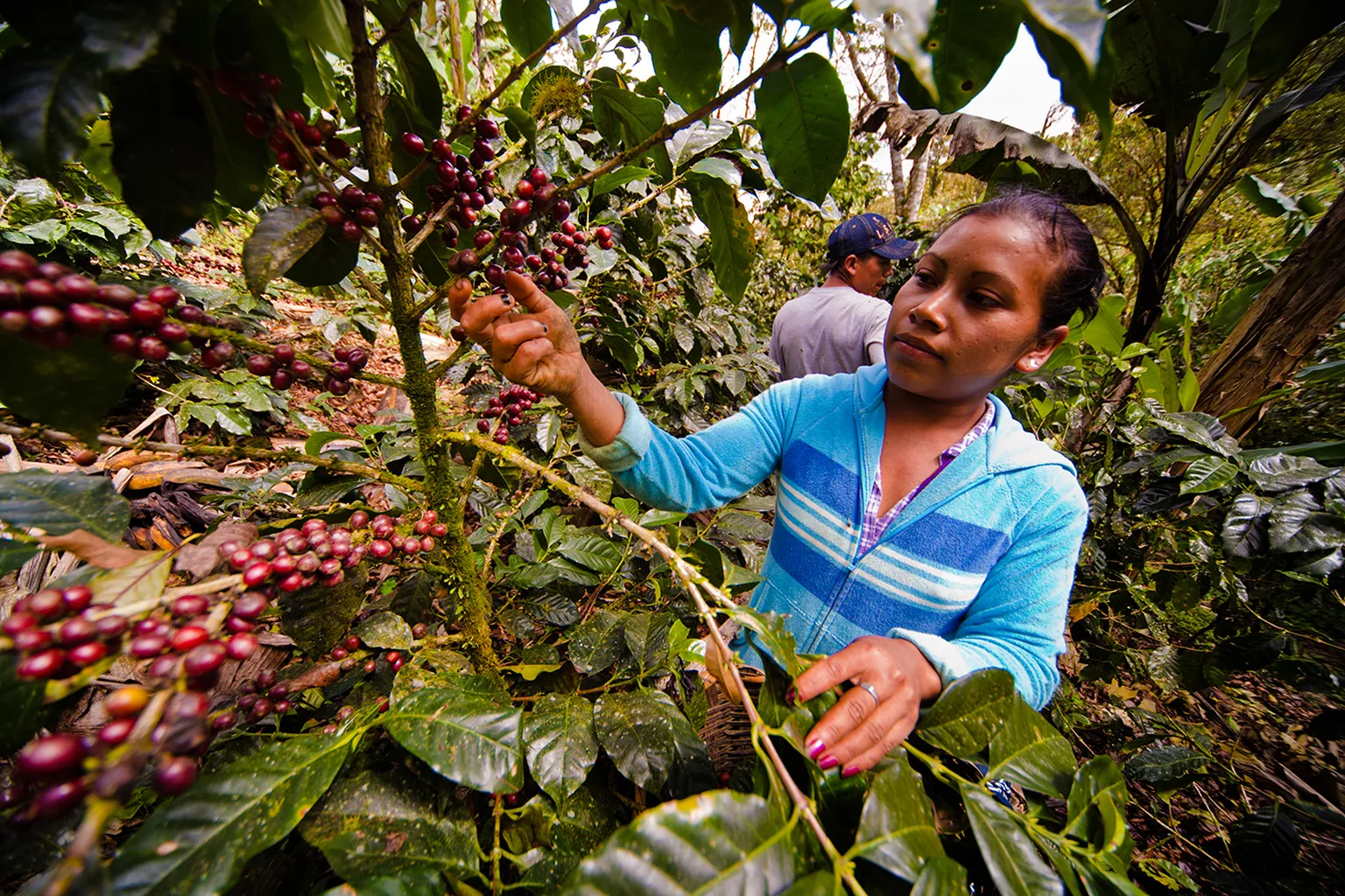 SDG1: Professionalising coffee production by smallholders to improve incomes