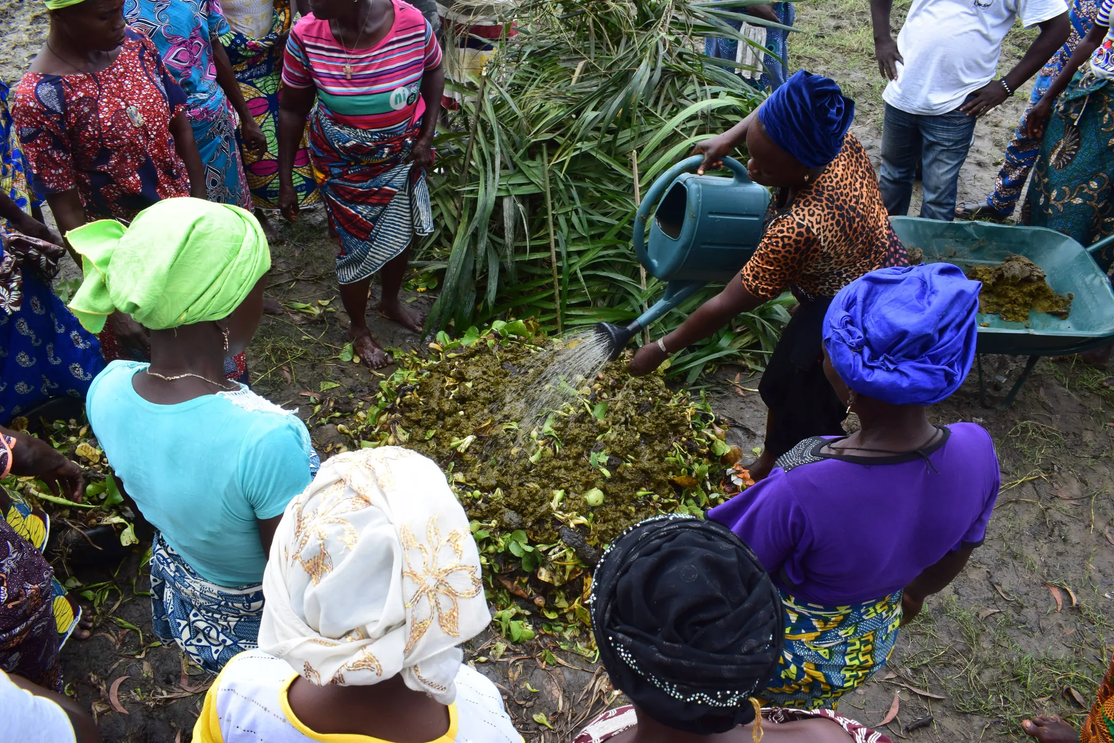 Groups of women trained in making compost with water hyacinth