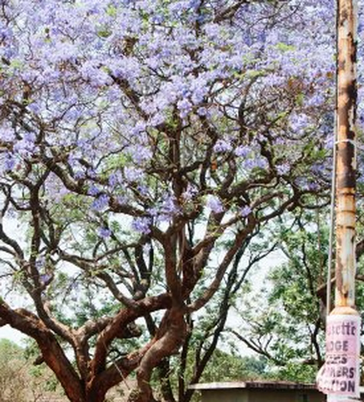 Blooming tree